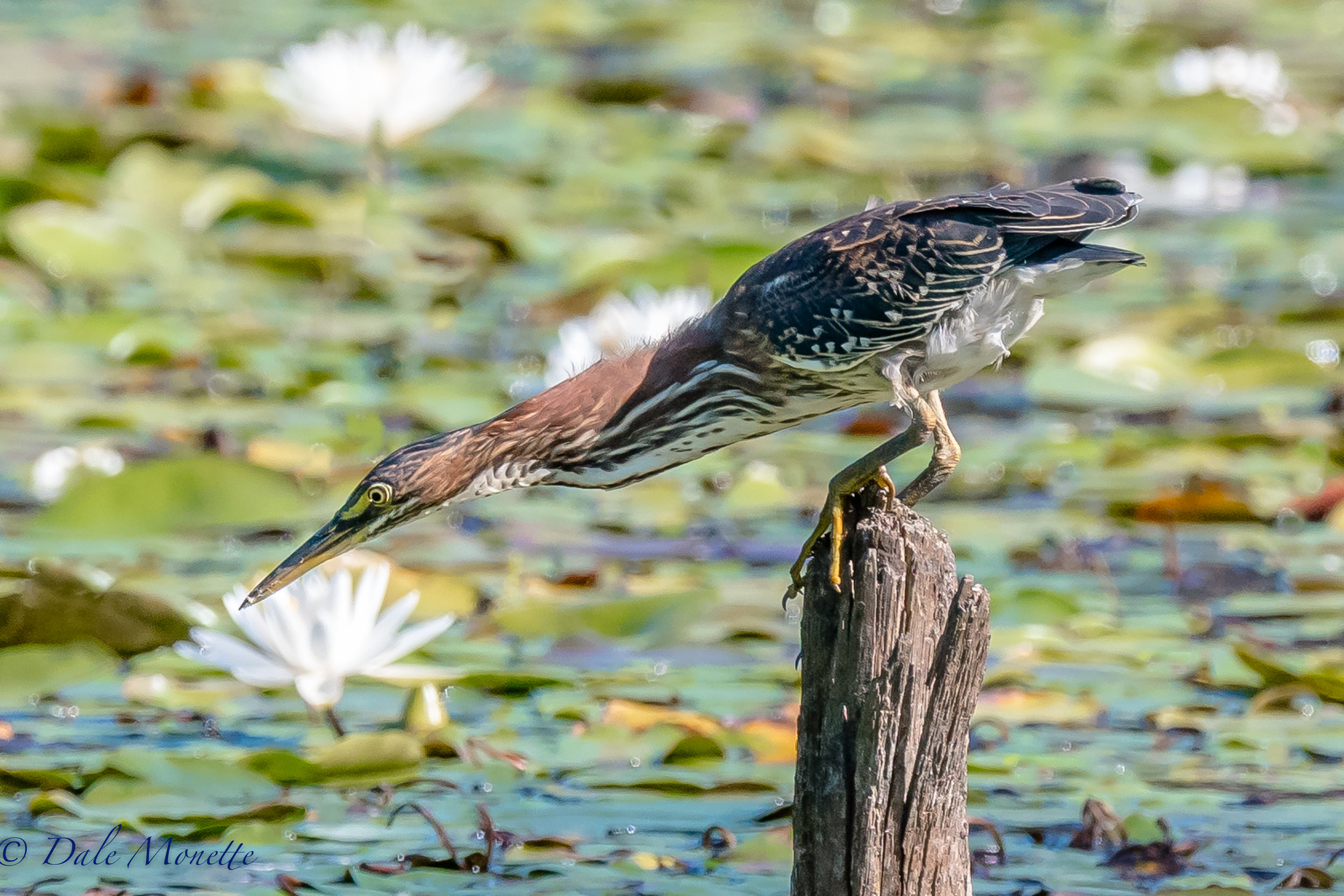   I waited 5 hours for this green heron to land on this stump and start fishing ! &nbsp;8/27/15  