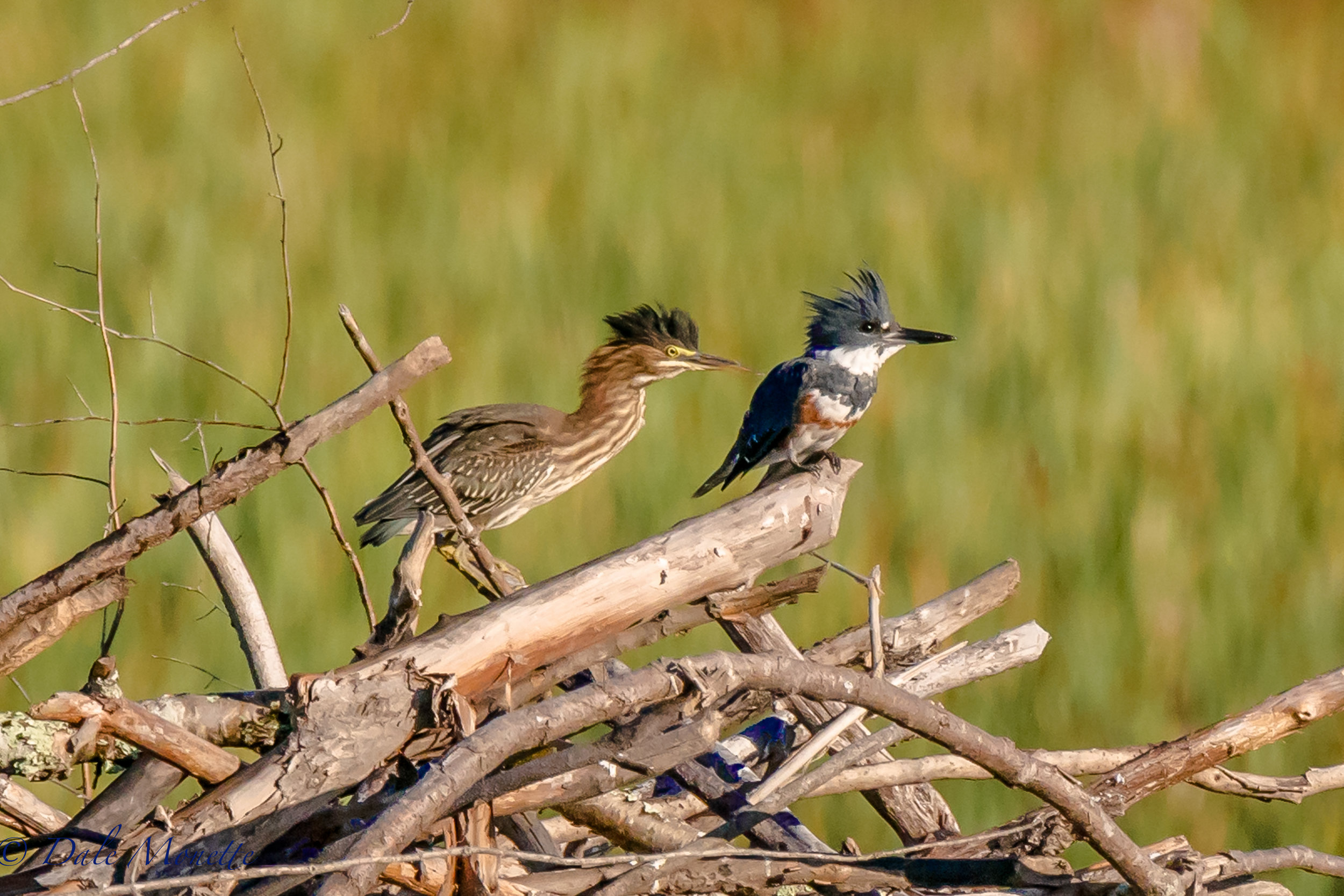   " It must be the water in this pond"......     &nbsp;(green heron and female belted kingfisher) &nbsp;8/27/16  