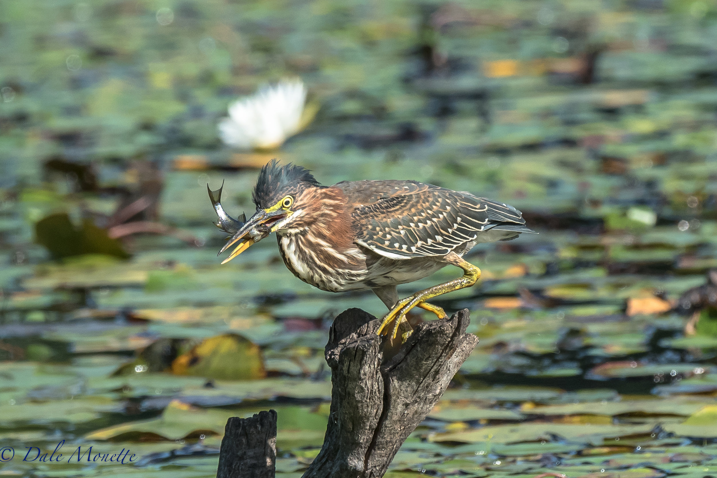   another green heron makes breakfast appears !! &nbsp;  
