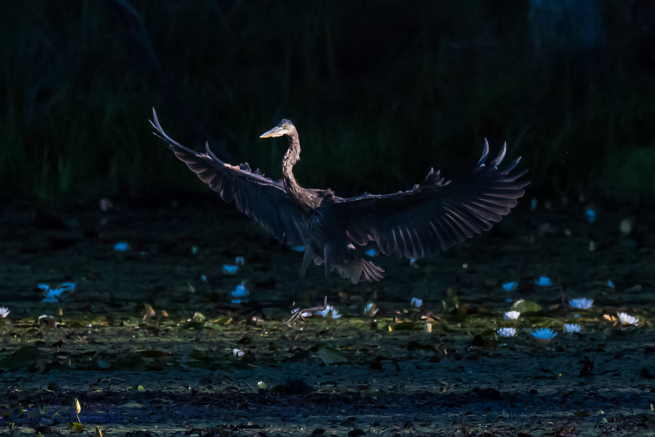    This crack of dawn great blue heron came gliding into the swamp as the sun was just starting to come thru the trees..... the best time of day! &nbsp;8/30/16   