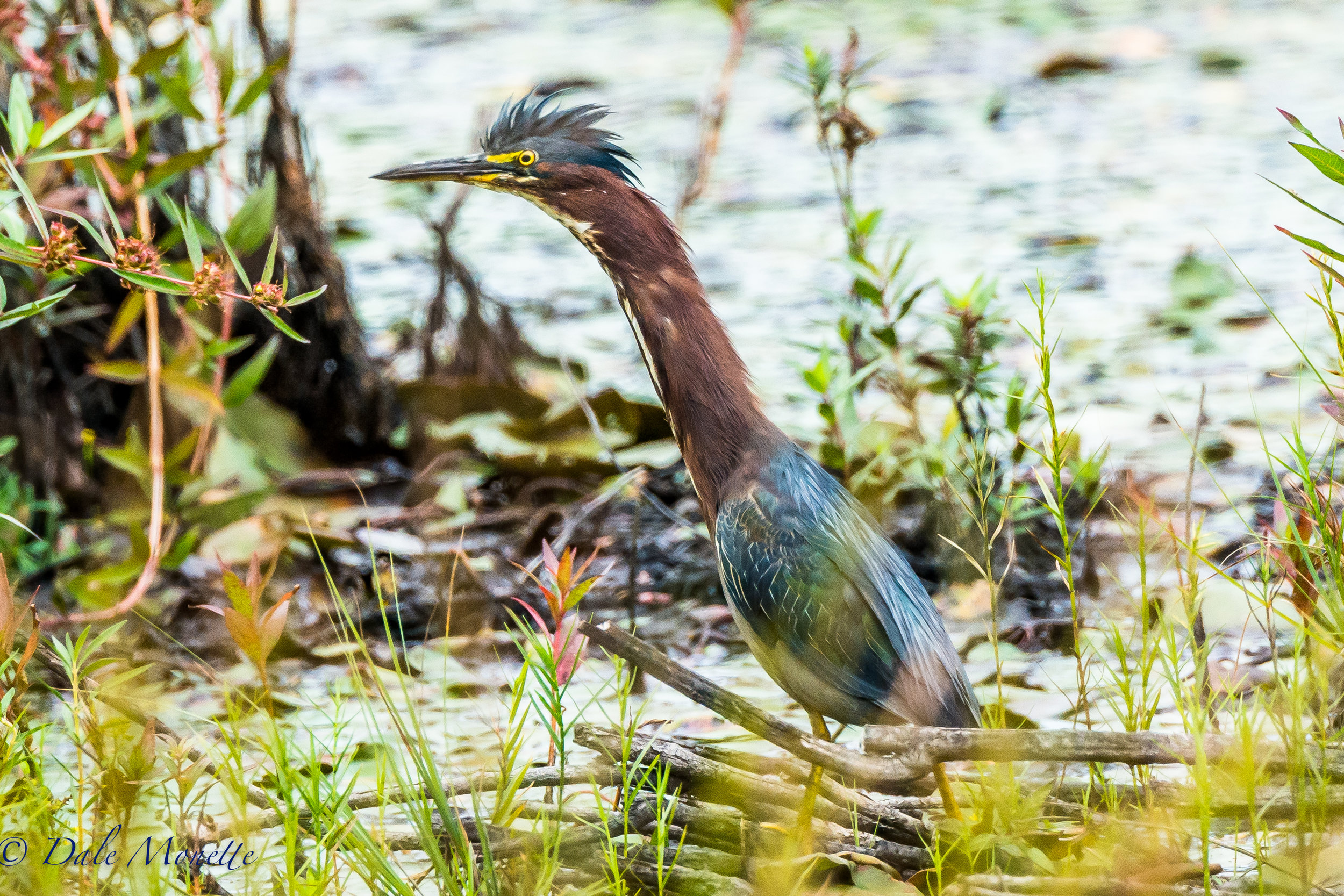    This green heron was setting right in a swamp on the side of the road I drove by this afternoon. I shot this out the window of my car with a Nikon 80-400mm f4.5 and my D810...sometimes its to easy !!   