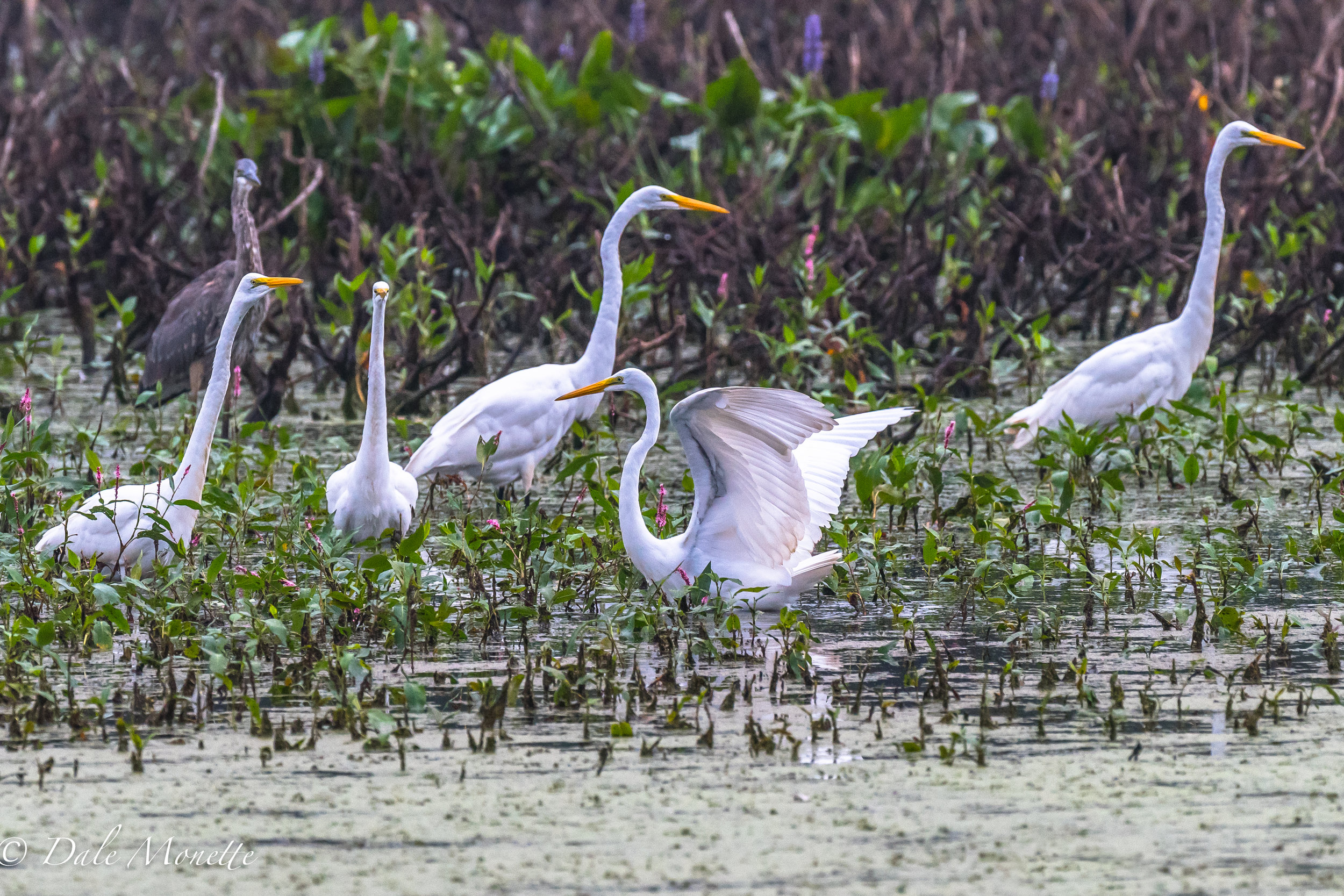   I spent the day with about 30 to 40 great egrets in south western MA. &nbsp;These birds are great to watch and wander in the late summer after nesting season ends for them. &nbsp;9/1/16  