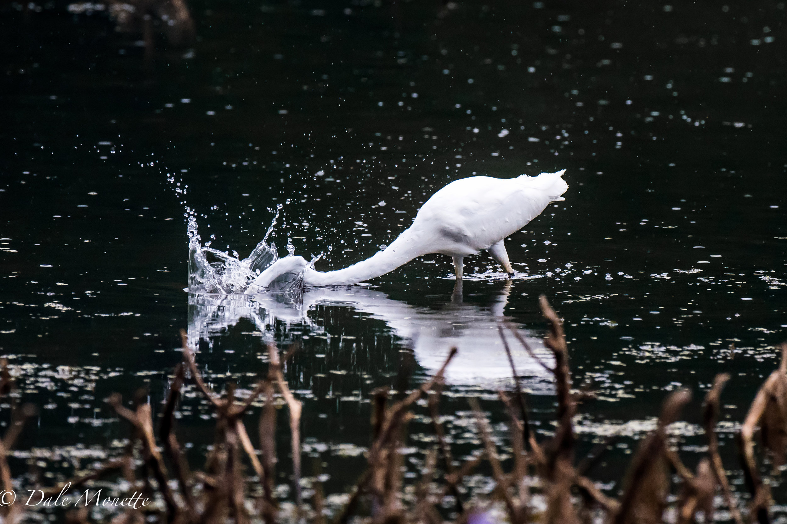   Bingo..... lunch for this great egret. &nbsp;9/1/16  