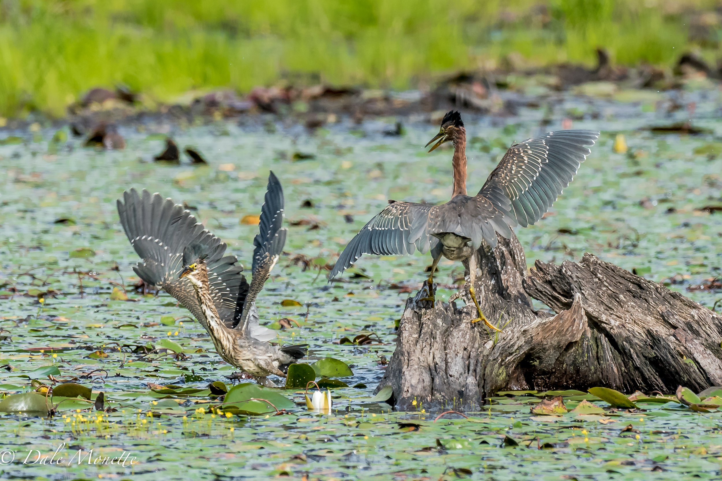   I caught this dispute over fishing rights this morning between 2 green herons, obviously one lost ! &nbsp;9/3/16  