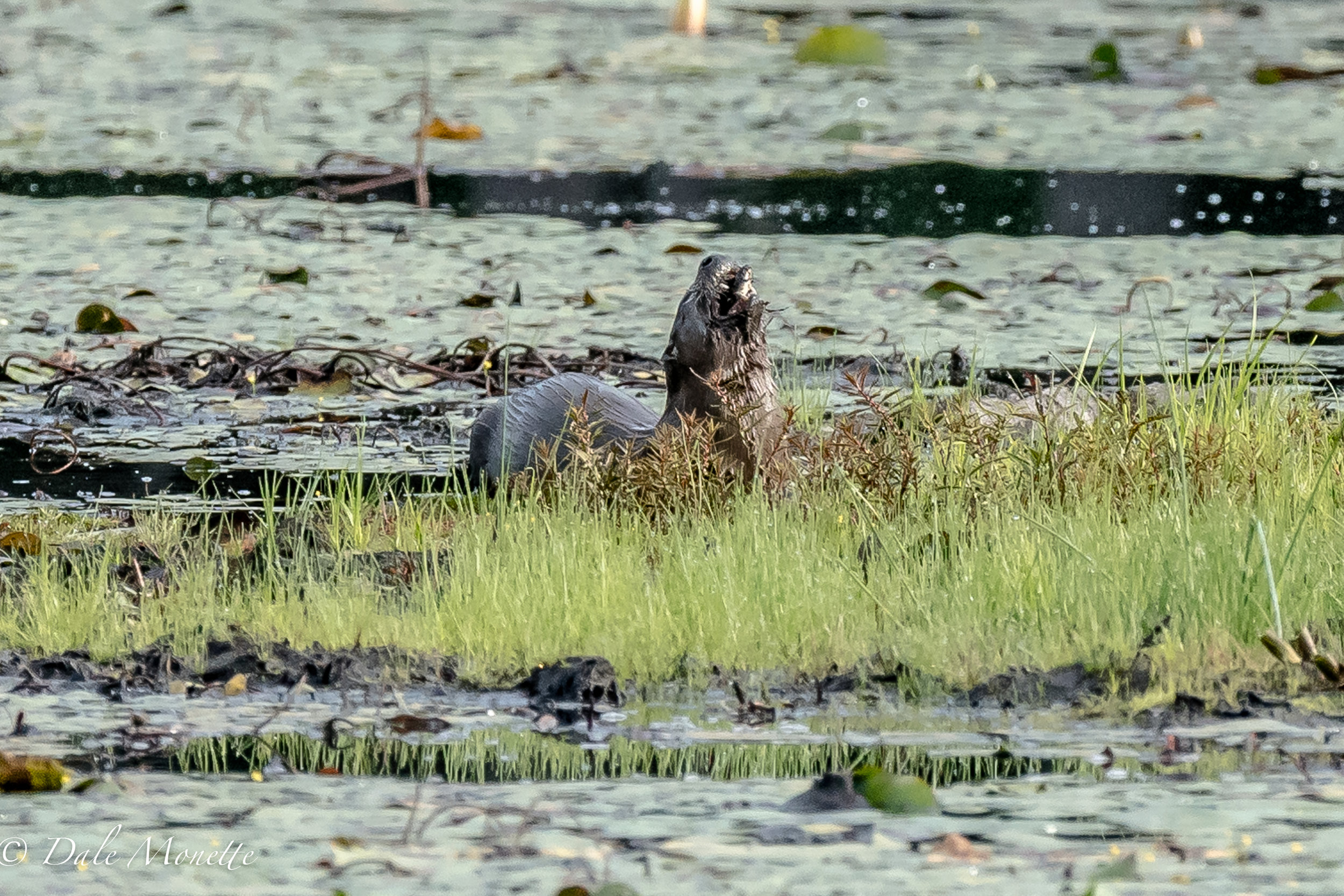 A northern river otter snacks on his mid morning fish. Looks deee-lish huh ? :) 8/3/16