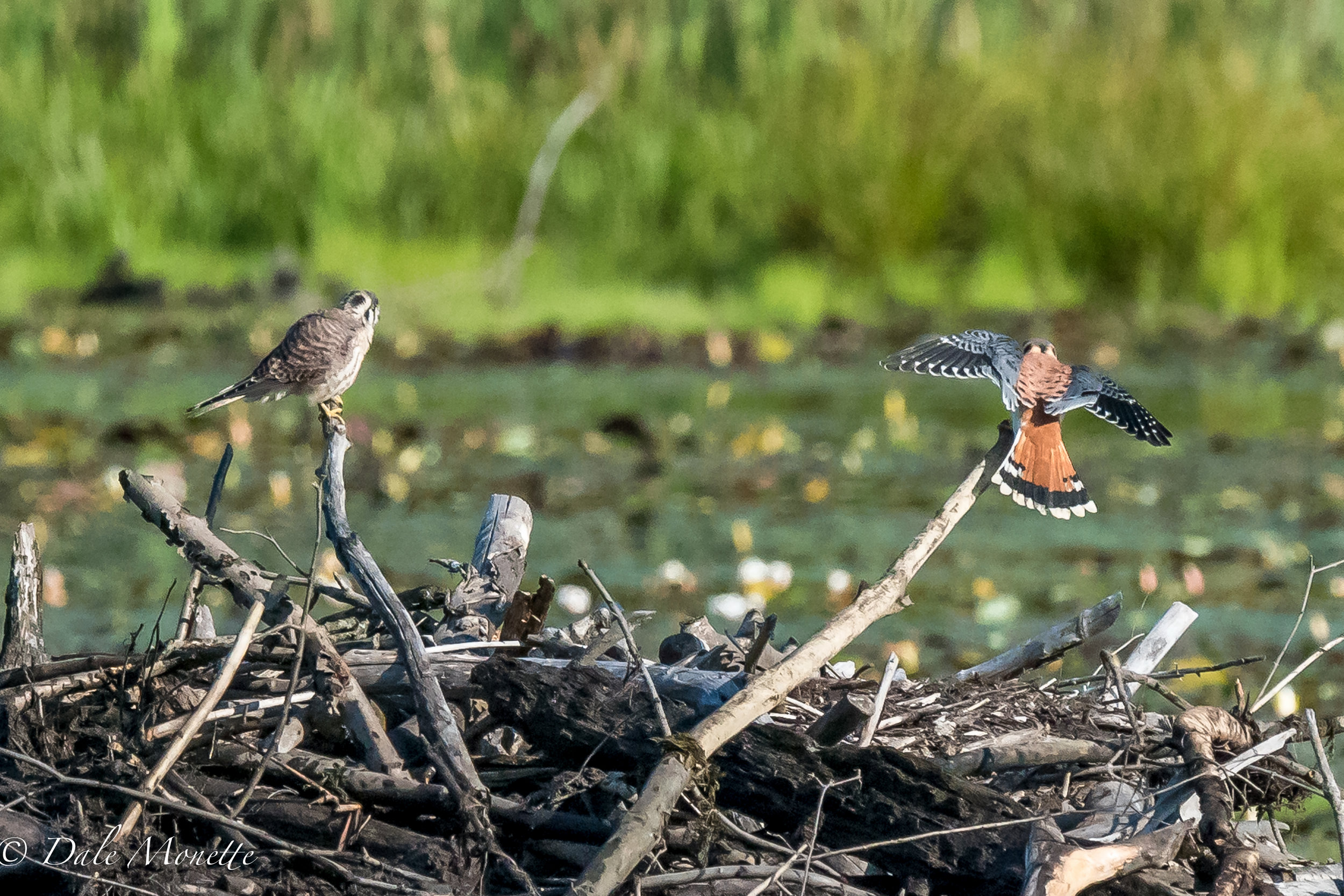A pair of kestrels (falcons) were zipping around the heron pond this morning when I arrived along with a merlin. 9/4/16