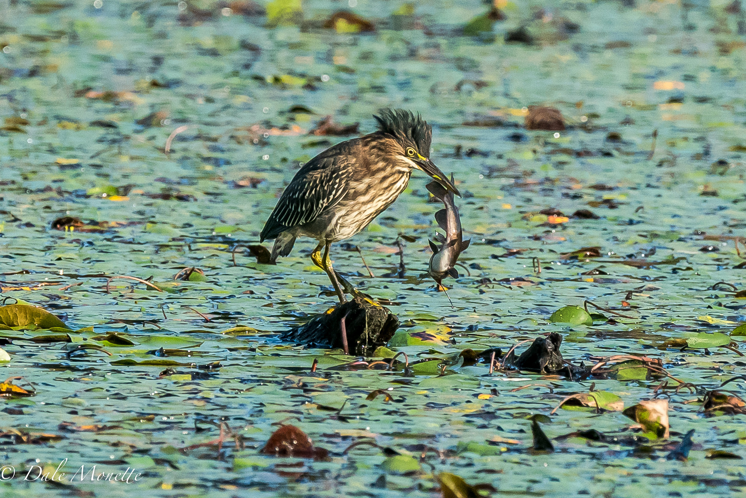   A green heron has a nice catfish for breakfast. &nbsp;9/4/16  