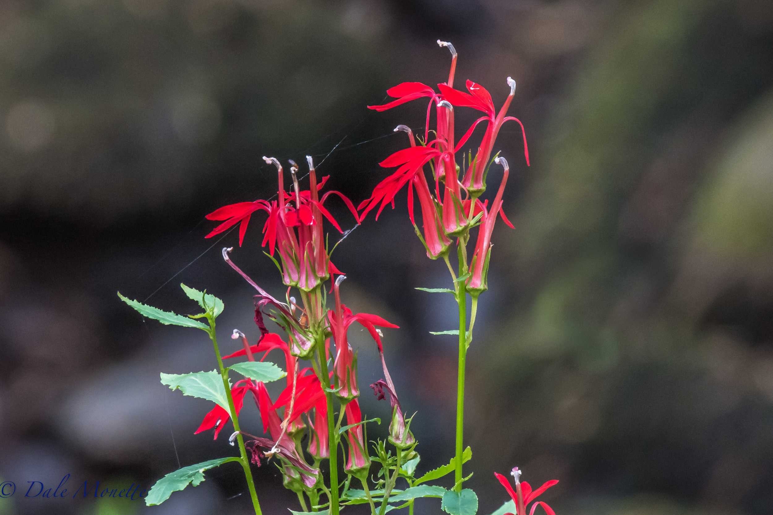   Cardinal flowers in a drying out stream bed at Quabbin &nbsp;9/5/16  