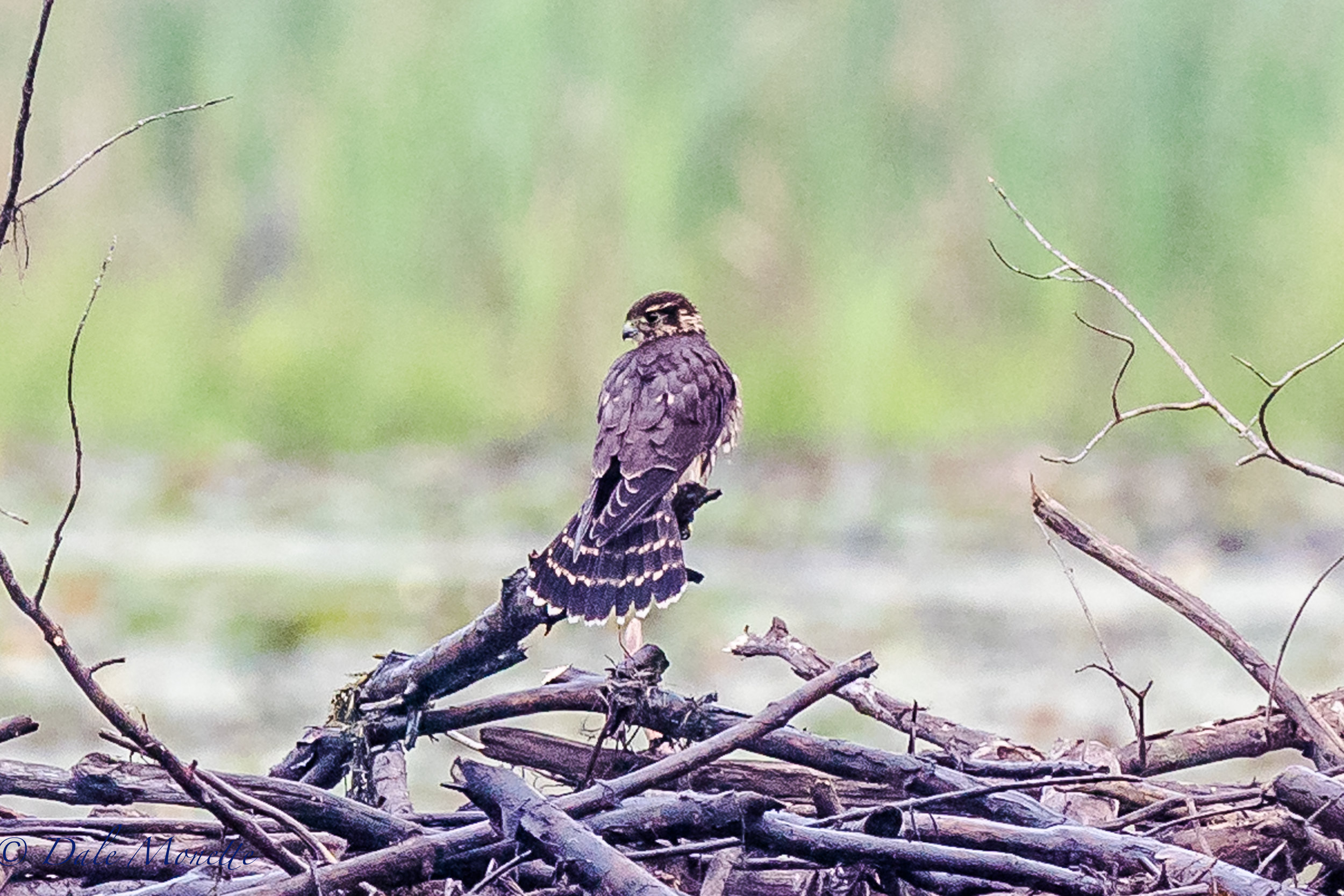   As I was looking out over this beaver pond into some mist a merlin flew in and landed on the closest beaver lodge about 100 yards out. &nbsp;A nice surprise although the picture is a little fuzzy. &nbsp;9/6/16  