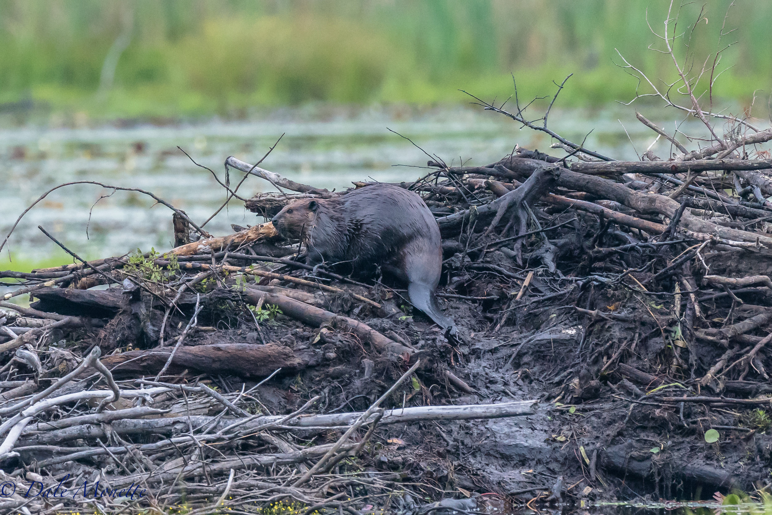   It's that time of year when beavers are starting to patch up the air holes in their lodges and getting ready for winter. After the holes are filled the food cache will be the next priority. &nbsp;They will need lots of shrubbery and branches to get
