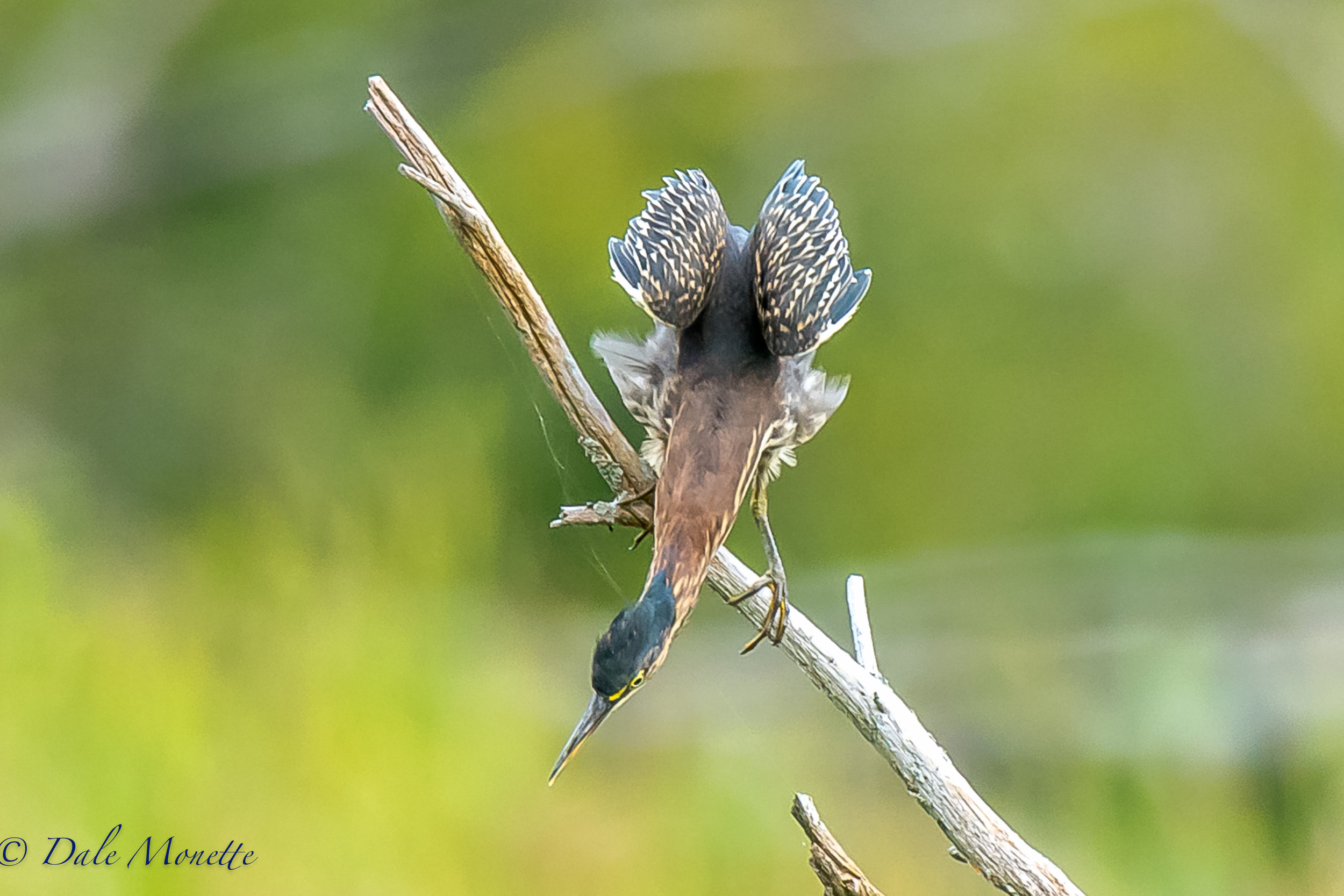   Another smashing green heron day ! &nbsp;This young one was thinking Olympics ! &nbsp;9/8/16  