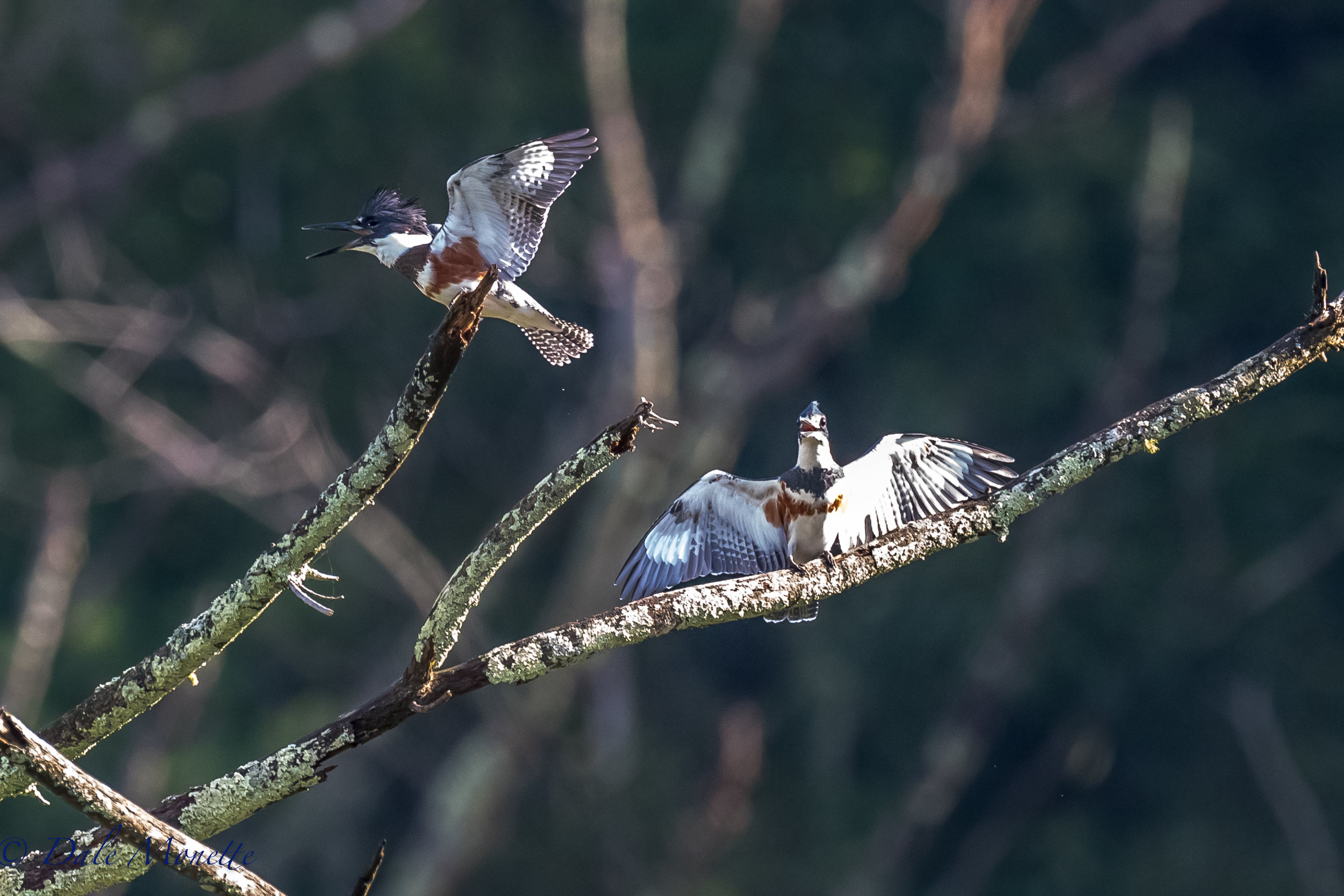 You could hear these 2 female belted kingfishers yaking for miles around the swamp this morning I'll bet ! 9/9/16