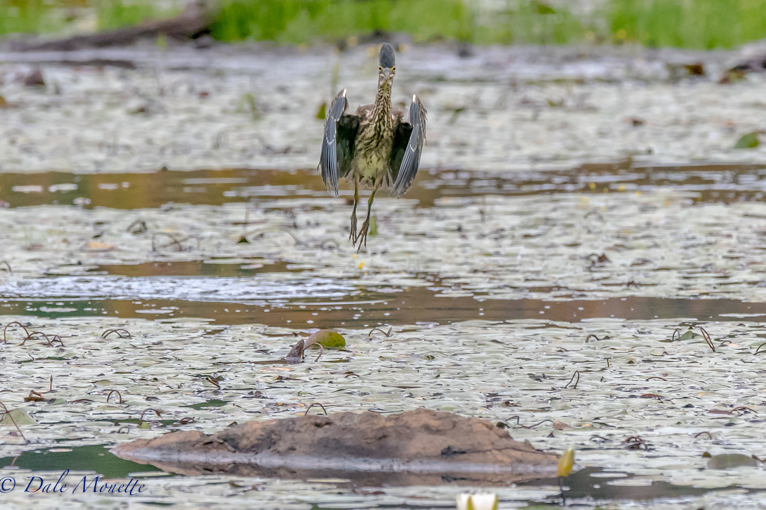   I looked up just in time to catch this green heron coming in for a landing on this rock in front of me just in time to swivel the camera around on my tripod and catch him about to open his wings.. &nbsp;these guys crack me up ! &nbsp;9/10/16  