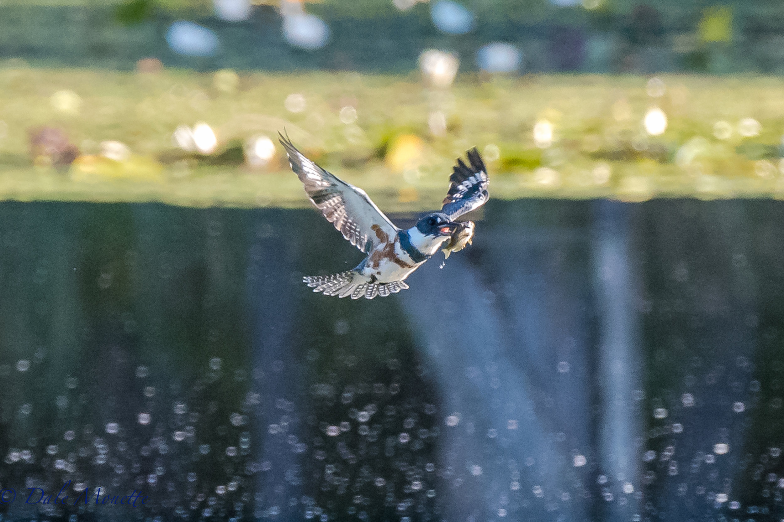   A female belted kingfisher flies away from diving head first into the pond with her breakfast. &nbsp; 9/12/16  