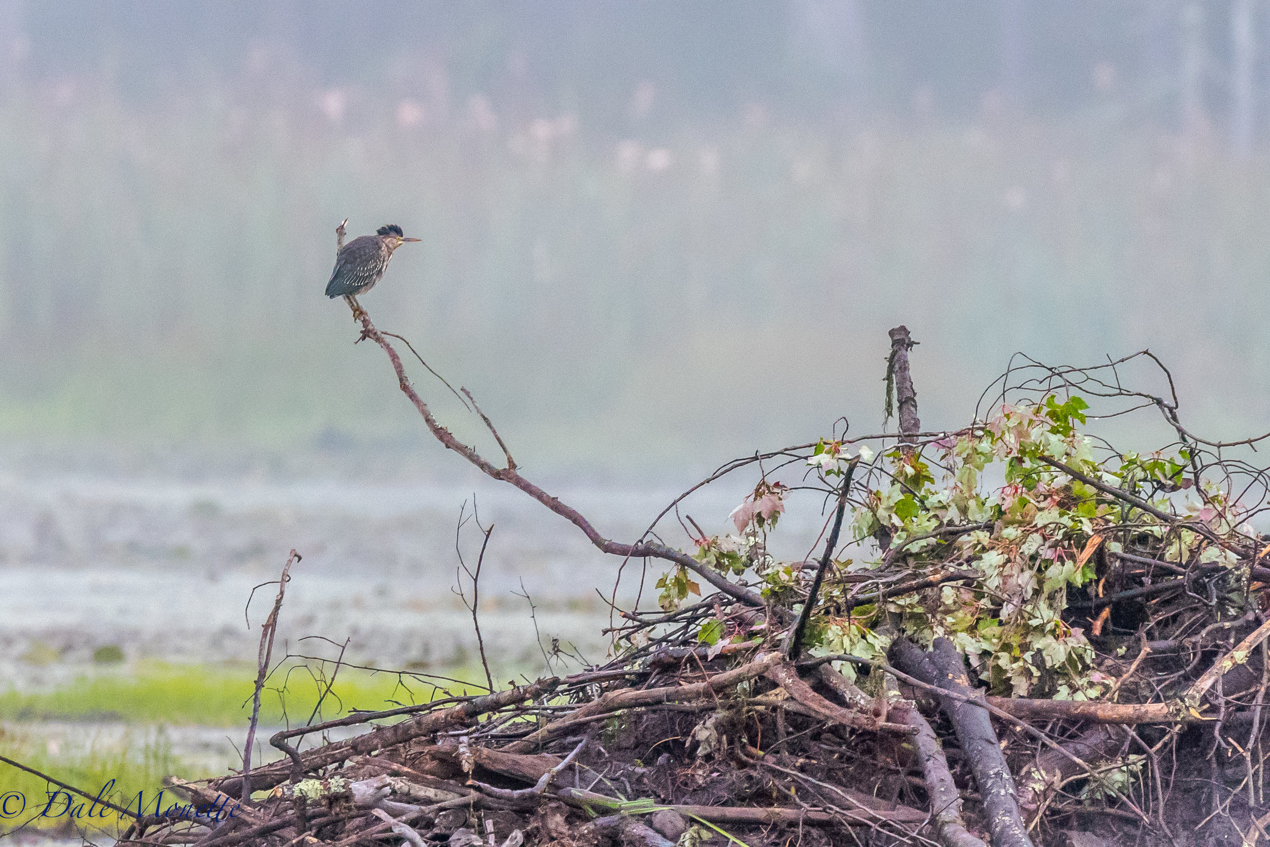   The last juvenile green heron sits above a beaver lodge in this mornings fog wondering if he should head south on a journey he has never taken and must use his instincts, or hang around for a while as his 2 buddies have left within the last 2 days.