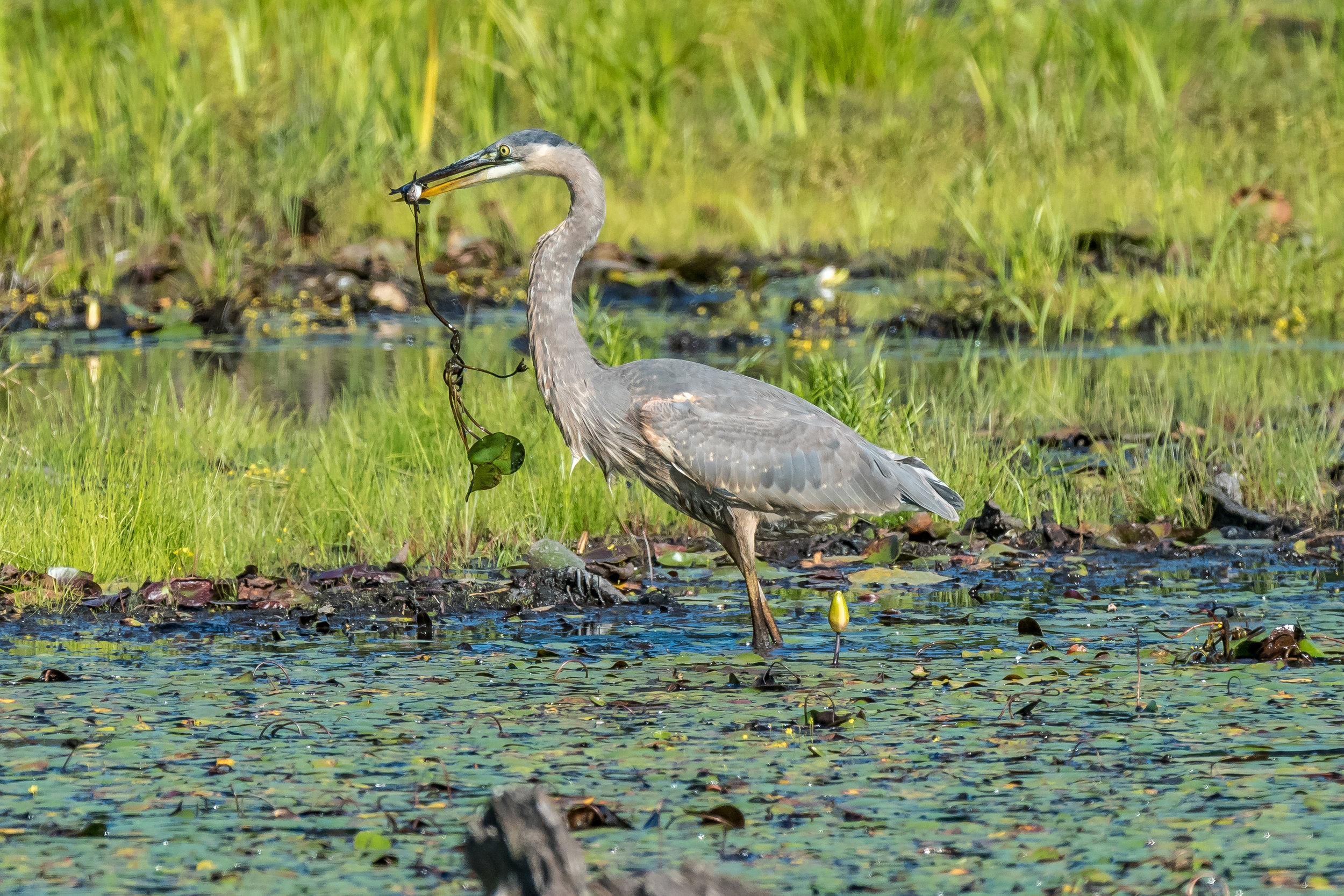   Im going to miss these goofy guys when they head out for the winter. &nbsp;This great blue heron got a salad with his catfish ! &nbsp;9/18/16  