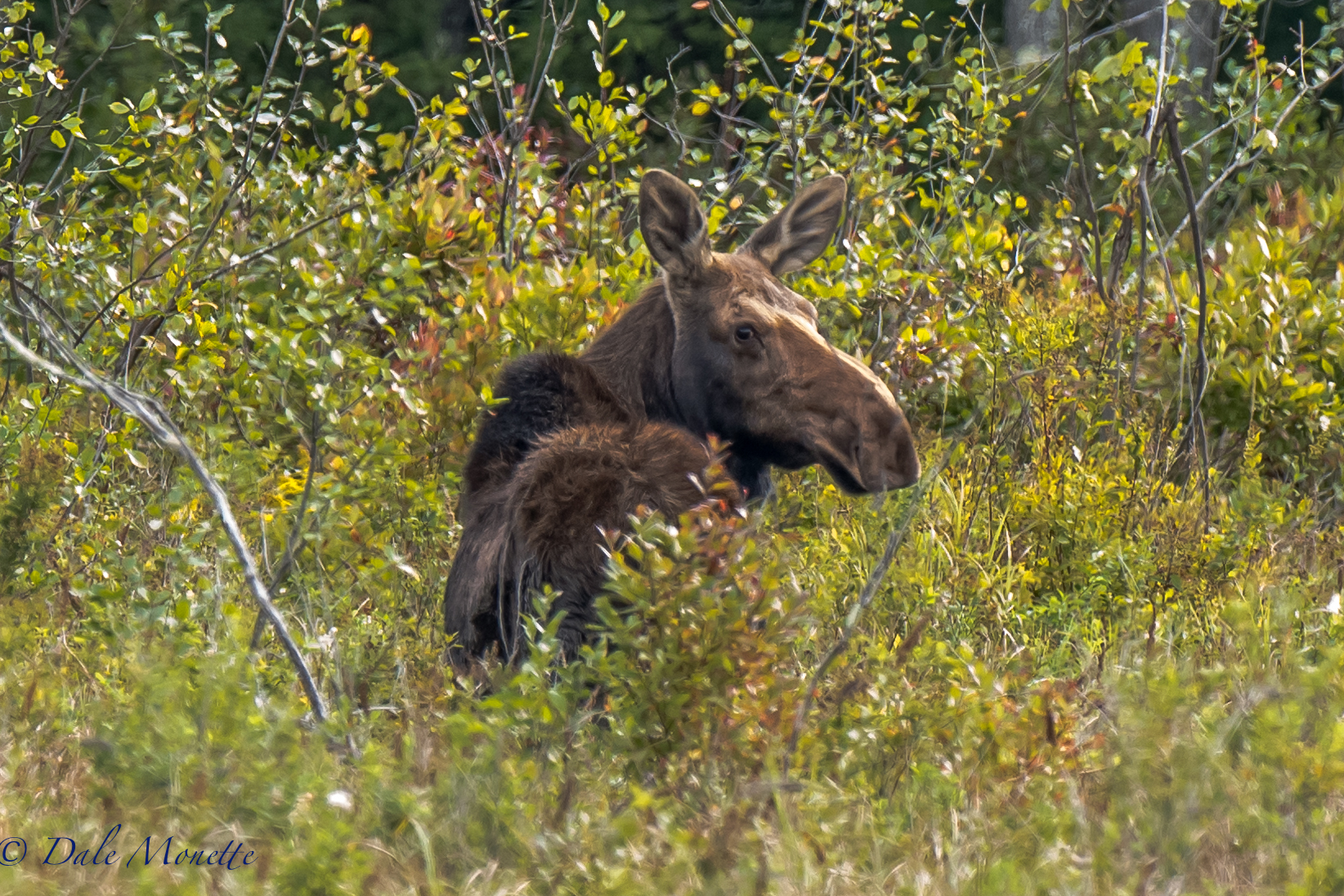   I love this time of year. &nbsp;Especially the cool weather because the moose start looking for love !! &nbsp; This one was in a dry swamp I checked this morning. &nbsp;I was surprised to see it had a small one with it I couldn't get a picture of. 