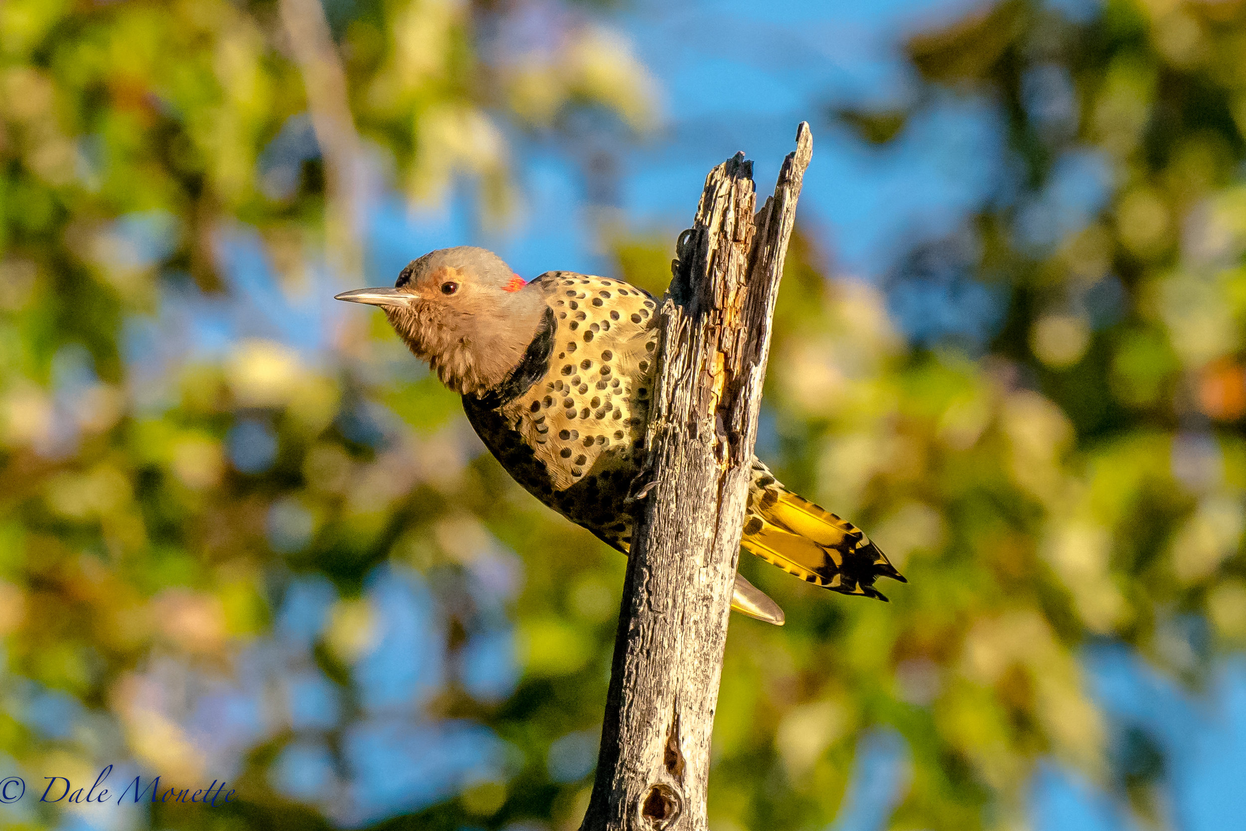   Northern flickers are on the move south now. &nbsp;I shot this picture of this one in the first rays of the sun making a racket up on this dead tree top. &nbsp;9/26/16  