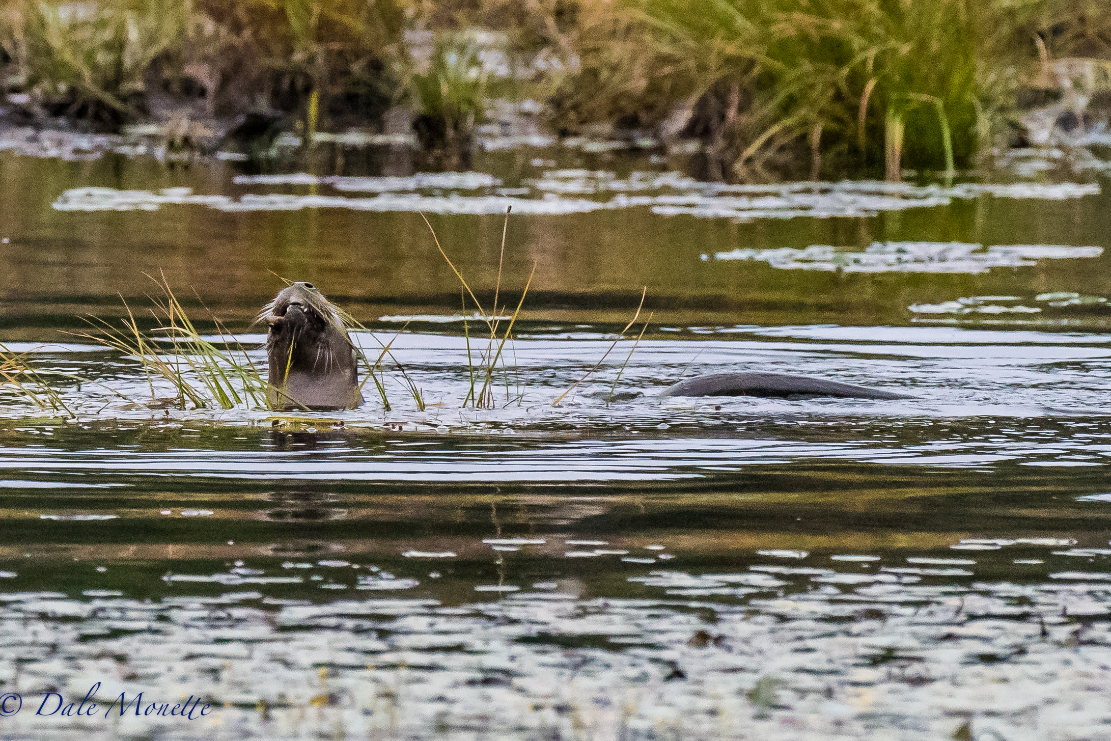   It was cold and whipping winds this morning but this young river otter didn't seem to care as long as he had fish to catch ! &nbsp;9/30/16  