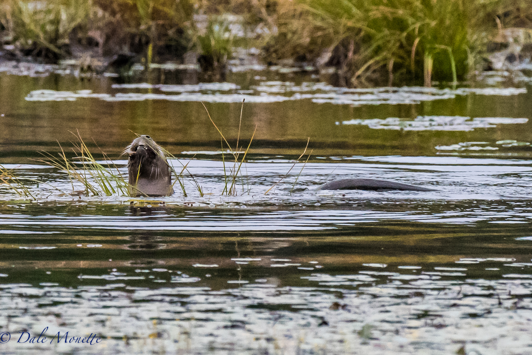 It was cold and whipping winds this morning but this young river otter didn't seem to care as long as he had fish to catch ! 9/30/16