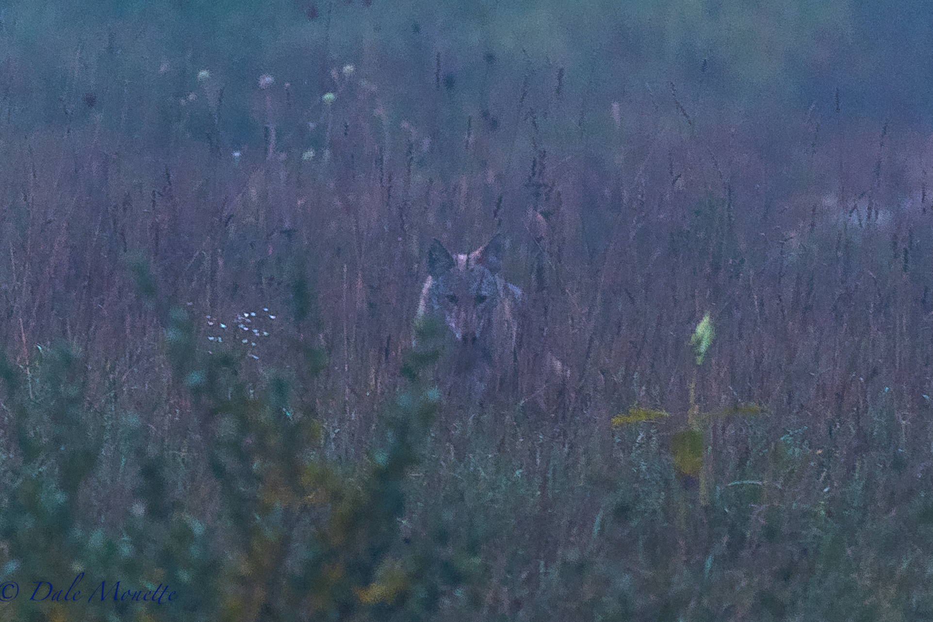   A Quabbin ghost ! &nbsp; A pair of coyotes came in to me out of the fog this morning as I was set up on the edge of a large field and started catching mice. &nbsp;It was barely light with lots of fog and they just appeared out of the fog ! &nbsp;10