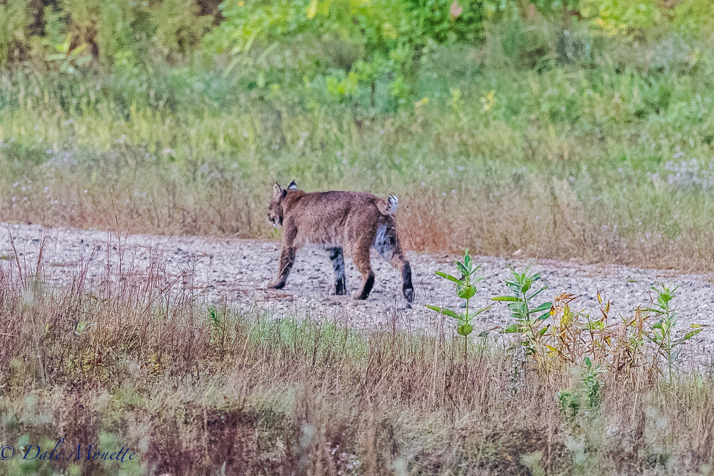 This male bobcat came running down the road right by me as I was waiting for more coyotes to appear, I'll take it !! 