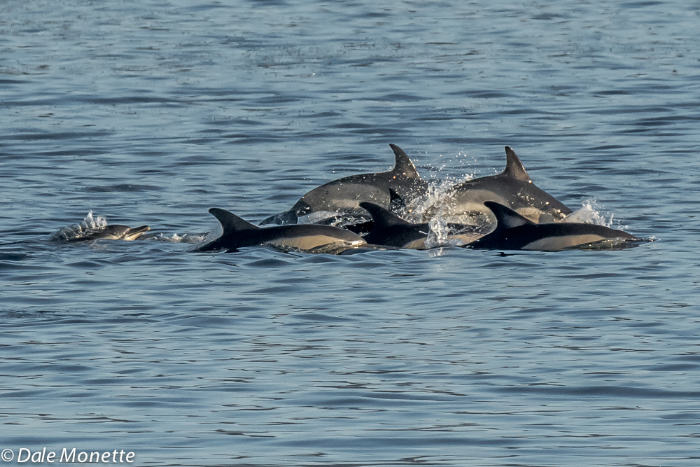   A small pod breaks from the larger 40 or so short beaked common dolphins while feeding on the small bill fish that the tuna fish have chased into the end of the Canso Causeway on Cape Breton, Nova Scotia, Canada. &nbsp;10/8/17  