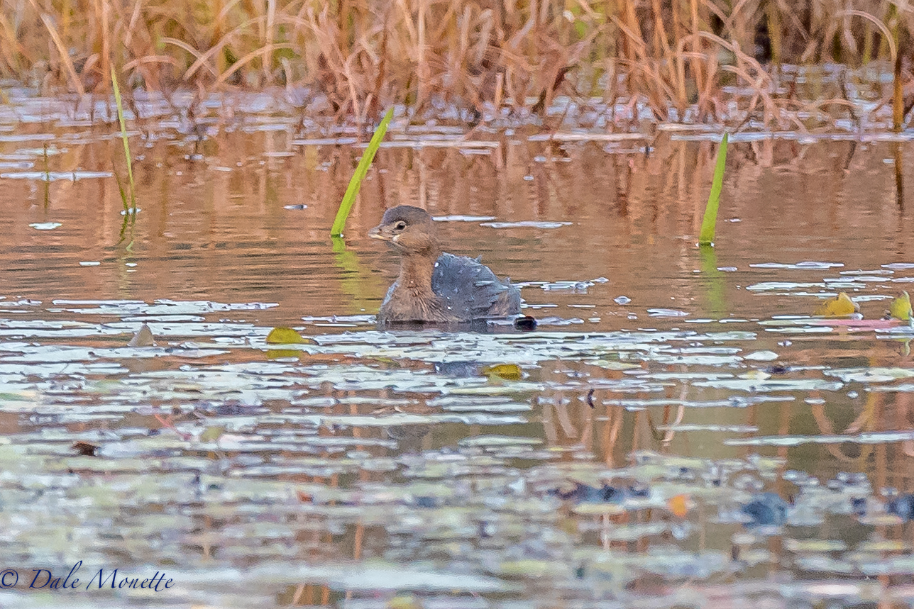 I spotted this pie billed grebe running across the water on a small beaver pond in northern Quabbin this morning. Its the first one I've seen this fall. 10/19/16