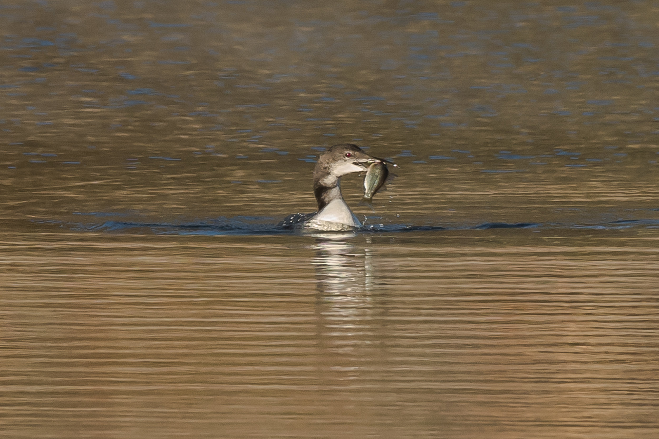 Loons will be on the Quabbin until late December. I watched a group of 9 this morning. Now they have lost their bright breeding plumage and are a dull brown and white. I guess this loon didnt know Quabbin is closed for fishing now until next April. 10/26/16