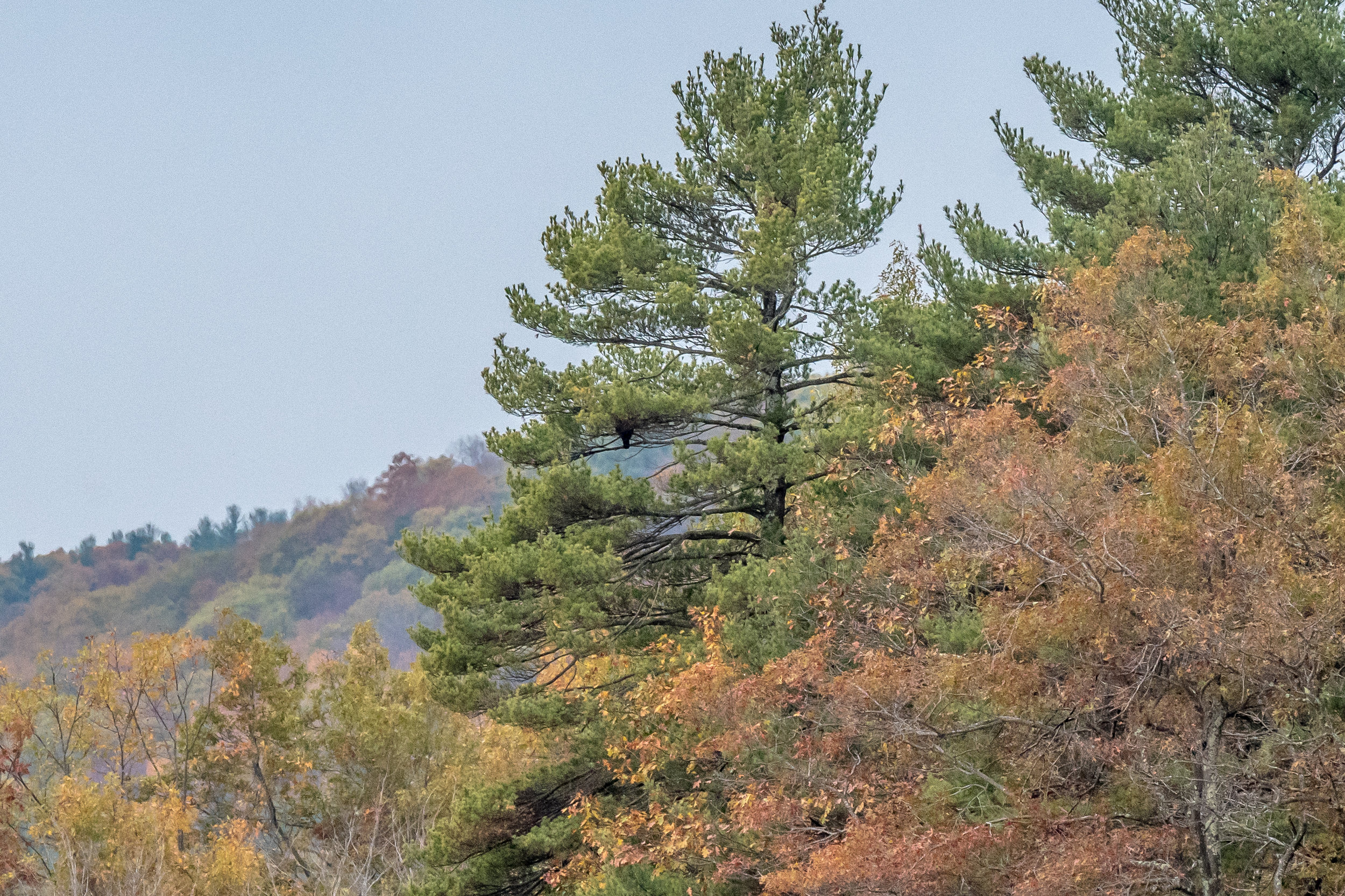   Can you spot the immature bald eagle in this picture? &nbsp;I have seen them sit like this for hours on end, especially after a full meal on a big fish. &nbsp;This one sat for the full 2 hours I was in the area. &nbsp;10/27/16  