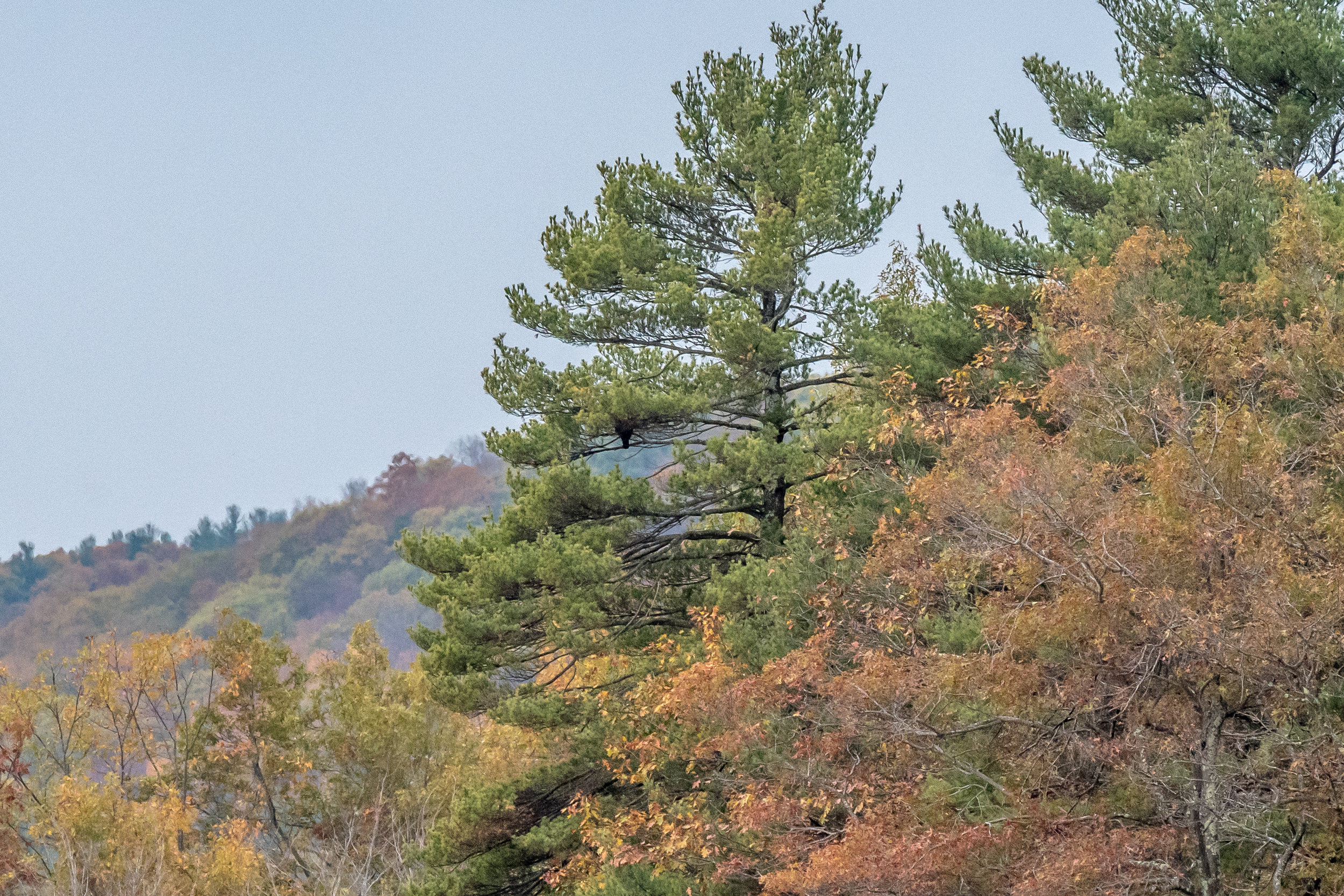 Can you spot the immature bald eagle in this picture? I have seen them sit like this for hours on end, especially after a full meal on a big fish. This one sat for the full 2 hours I was in the area. 10/27/16