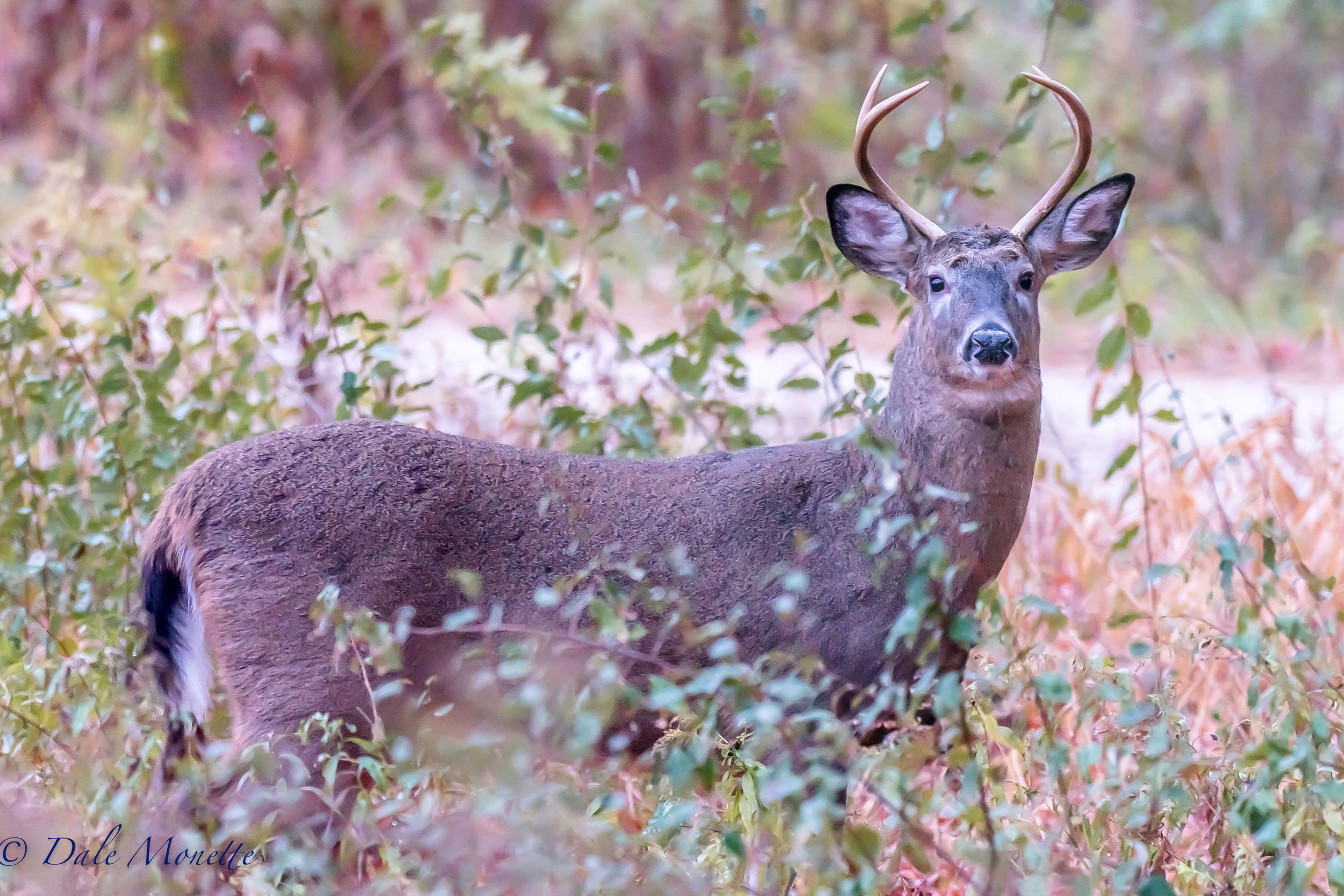   I saw this white tailed deer this morning as I snuck up in darkness to the edge of a large field I have seen moose in. &nbsp;As morning light got brighter this guy seemed to come closer and closer to me. &nbsp;I took about 35 photos before he wande