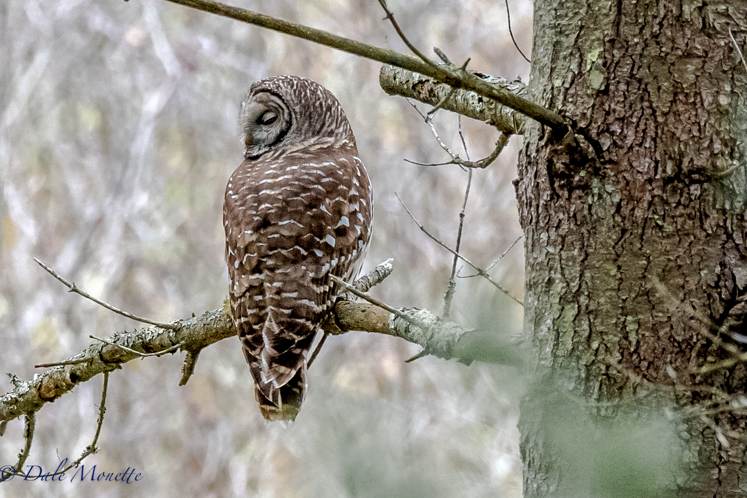   I spotted this barred owl hunting along the edge of a small swamp. &nbsp;I watched him hunt and took a few photos and left him to find his breakfast without disturbing him. &nbsp;Notice his head is almost 180 degrees around ! 10/29/16  