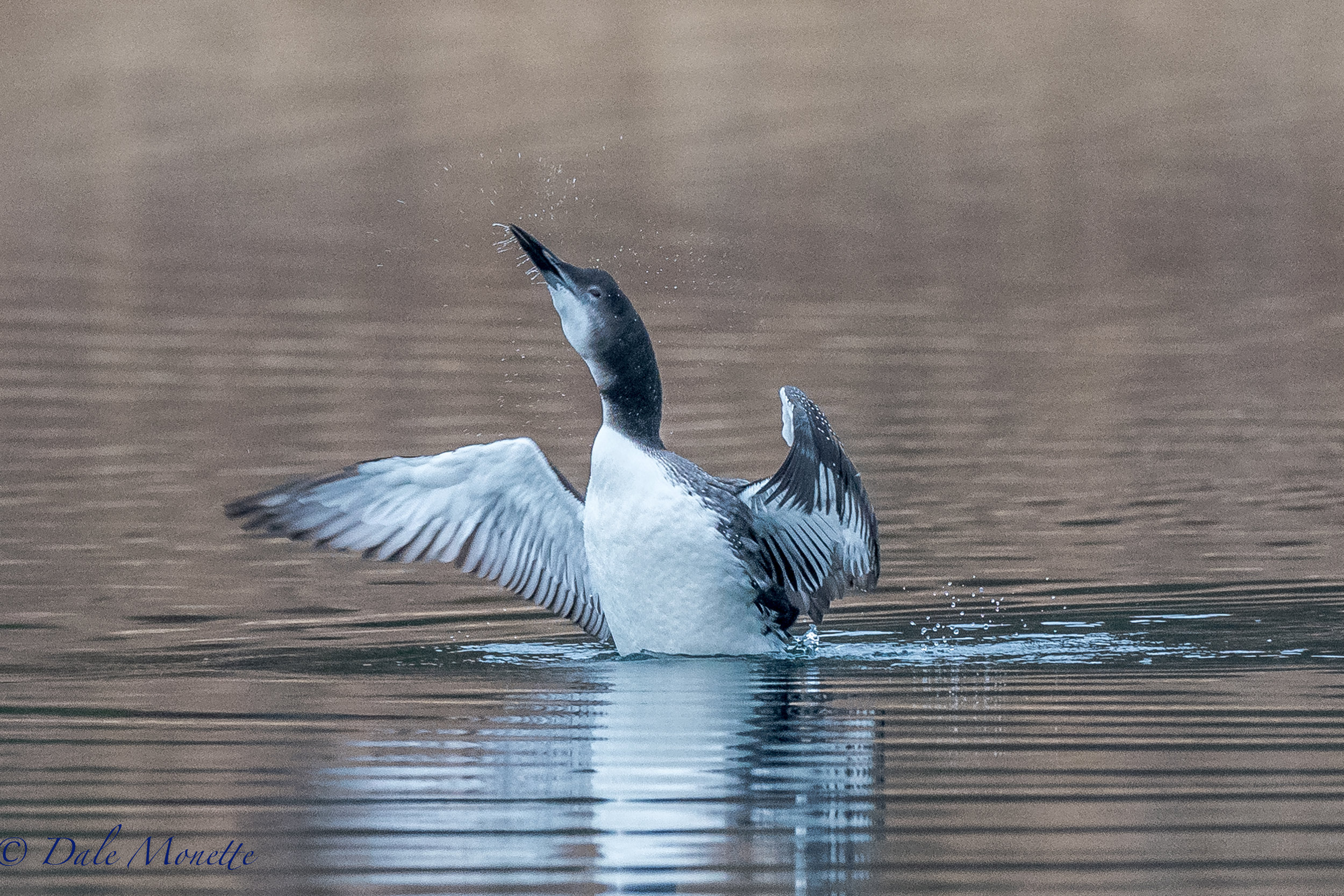 I spent 3 hours this morning watching 5 loons interact with each other. I was very comical and they were very vocal. He's one at the end of a preening session. In a month they will be heading to the coast for the winter. Notice their breeding plumage has disappeared for the winter. 11/3/16