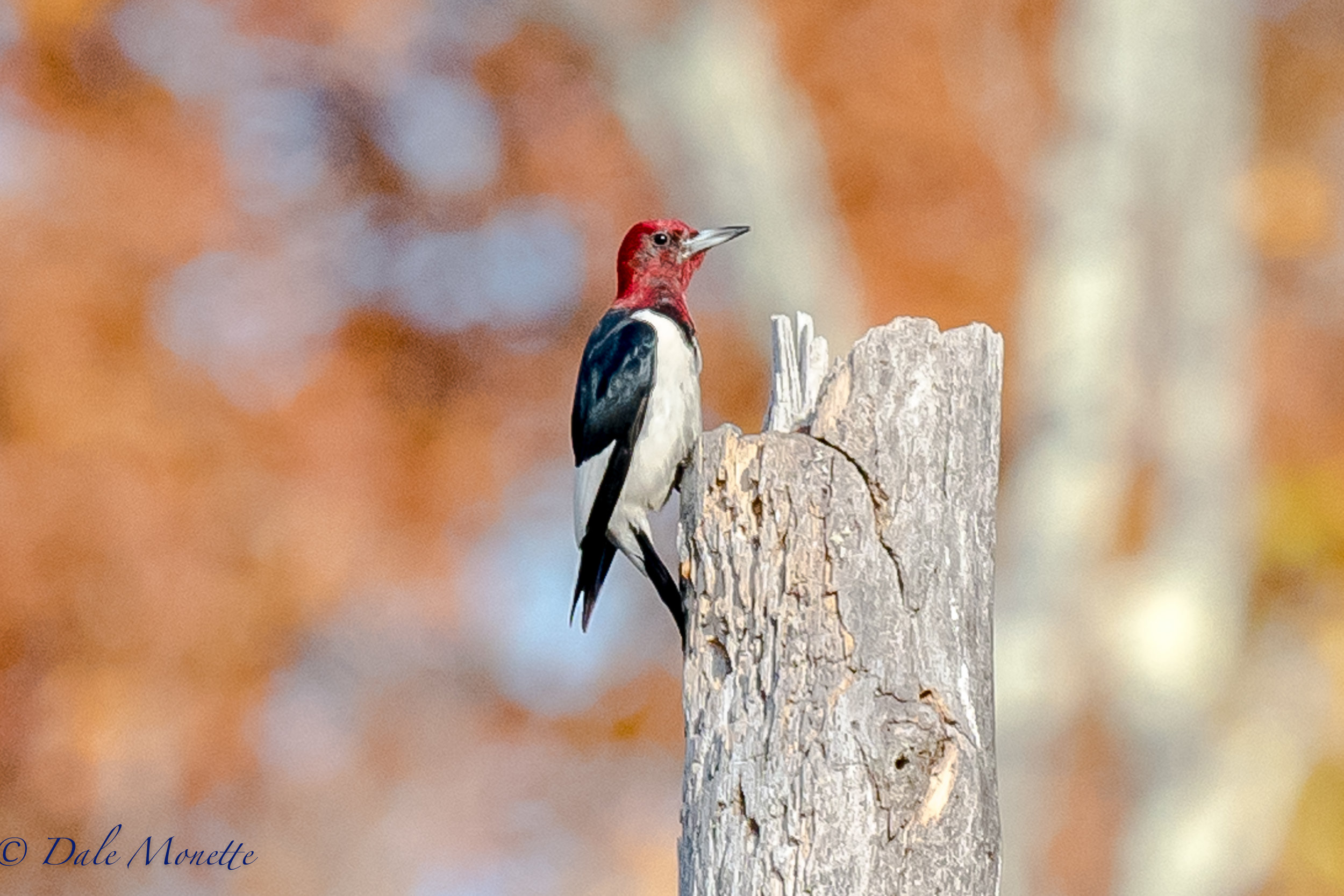   Here's a rare red headed woodpecker thats taken up residence in Belchertown, MA. &nbsp;He seems to spend the days stuffing acorns in dead trees for his winter cupboard in a small section of a swamp. &nbsp;Lets hope he stays around for the winter to