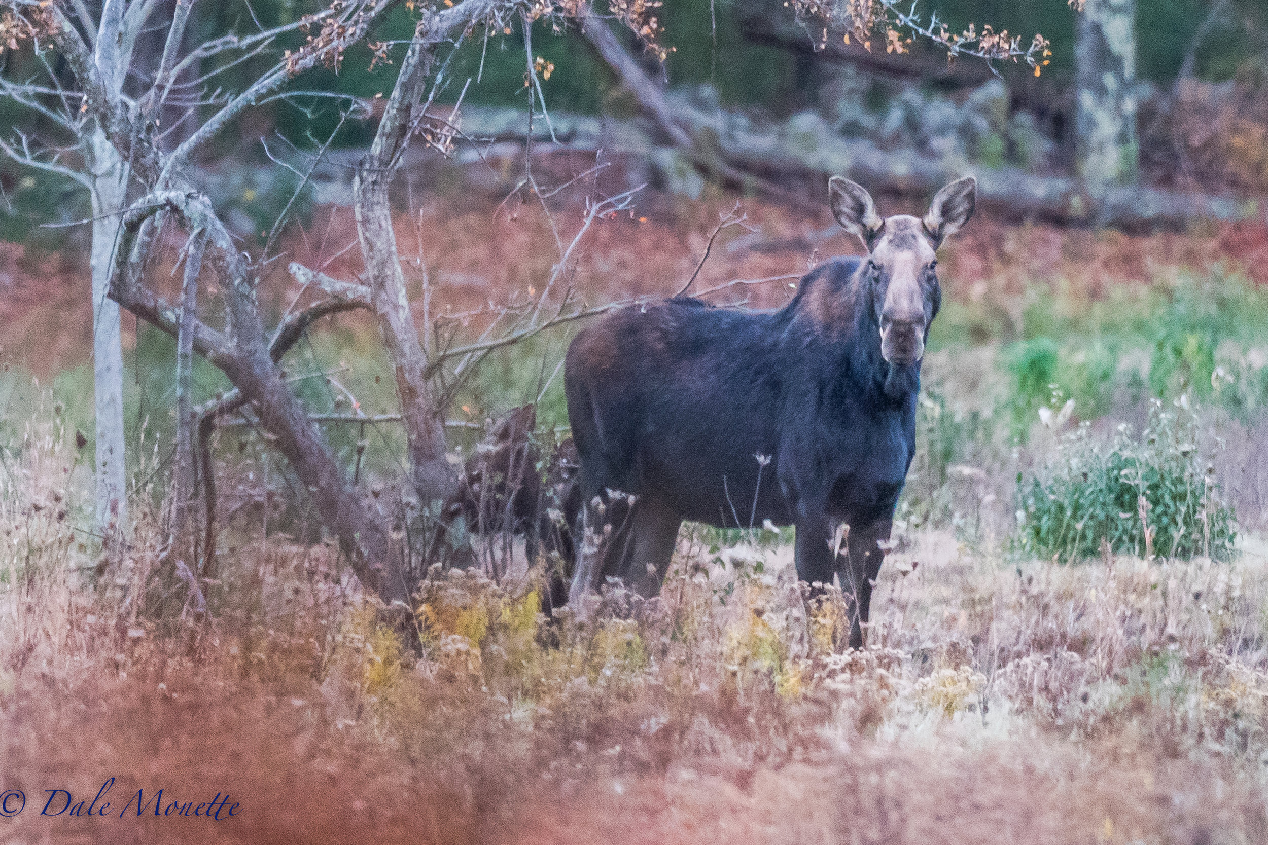   This morning I watched a female moose with a young in tow browse in an abandoned apple orchard at Quabbin. &nbsp;A great way to start off the week ! &nbsp;11/7/17  