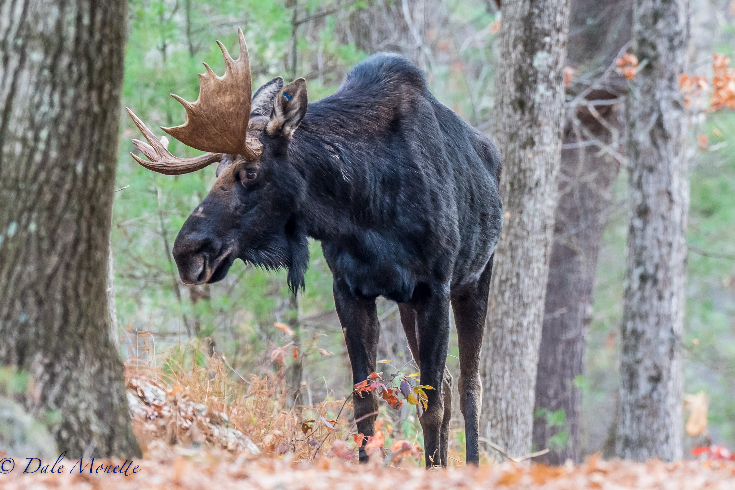   For the 3rd year in a row I've bumped into this moose at Quabbin. He's got a very distinct pair of antlers. &nbsp;Masswildlife had a radio collar on him in 2007 and they told me he could now be 12 or 13 years old. &nbsp;He was 1/2 mile from where I