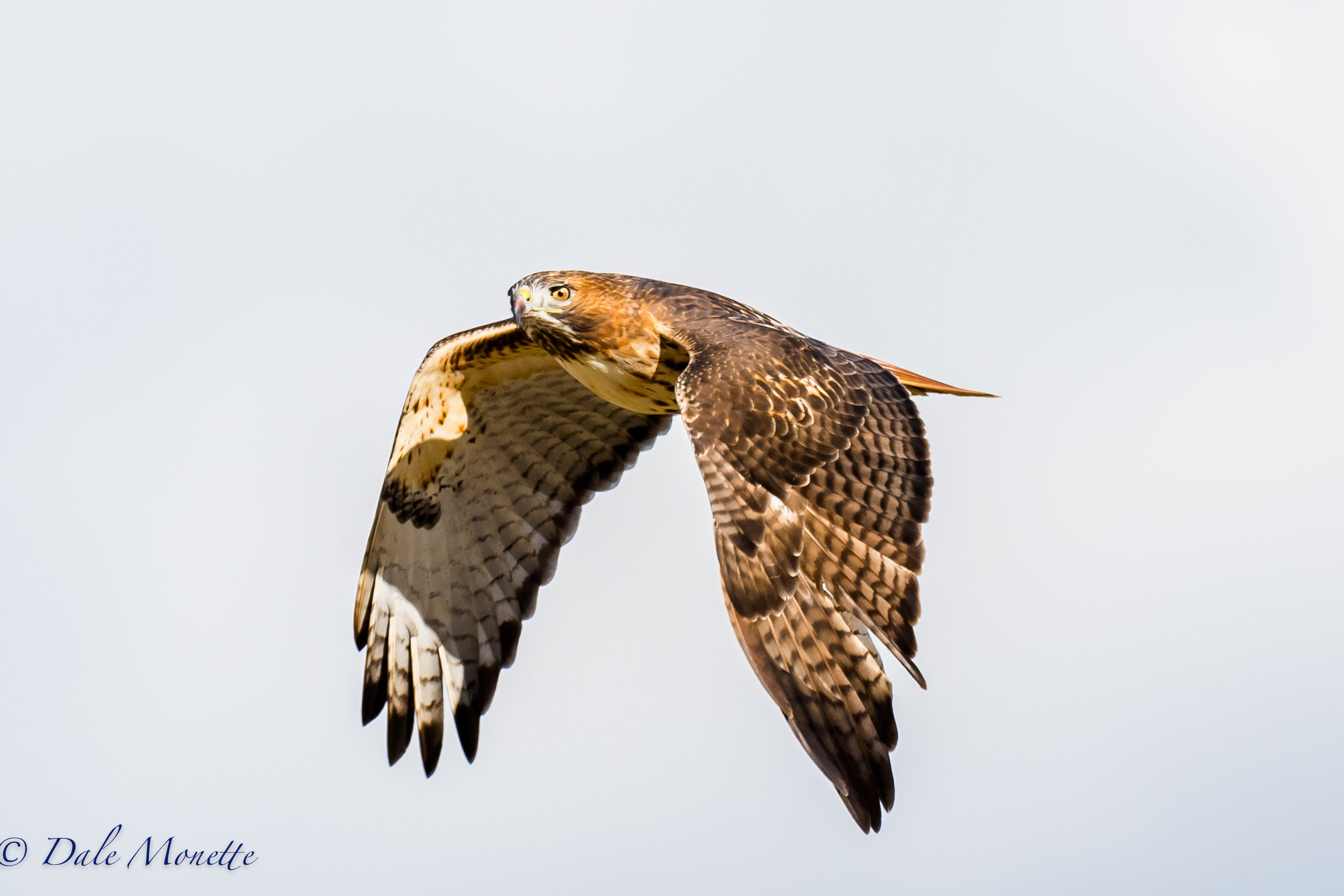   I saw this red tailed hawk hunting the meadows at Arcadia Sanctuary in Easthampton. It was having a hard time holding onto the wires it was hunting from with the gusty wind. &nbsp;It launched off the wire and flew right past me. &nbsp;11/11/16  