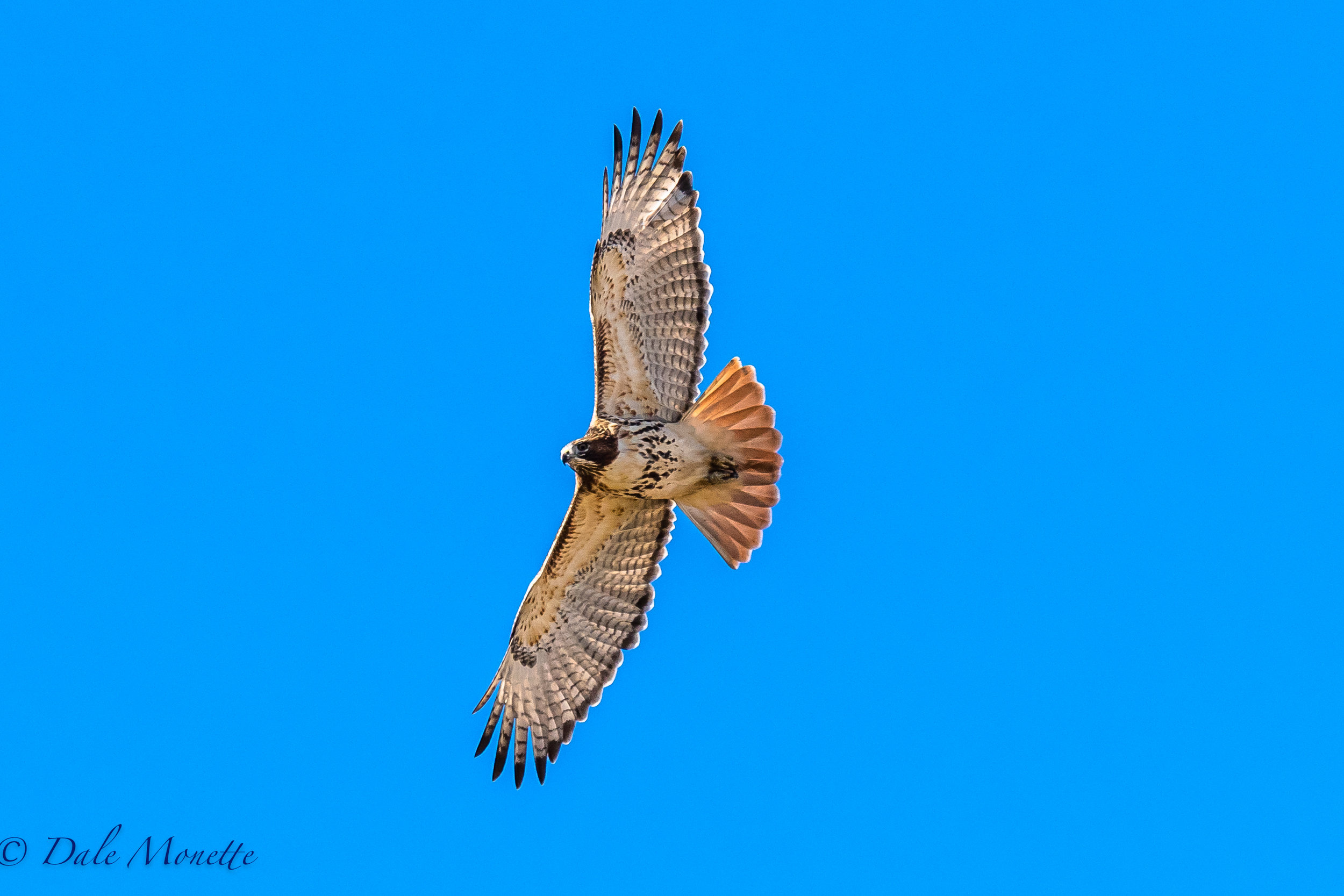   The red tailed hawk soaring over Arcadia Sanctuary meadows this morning in a stiff wind blowing right along the Connecticut River in Easthampton, MA. &nbsp;11/11/16  