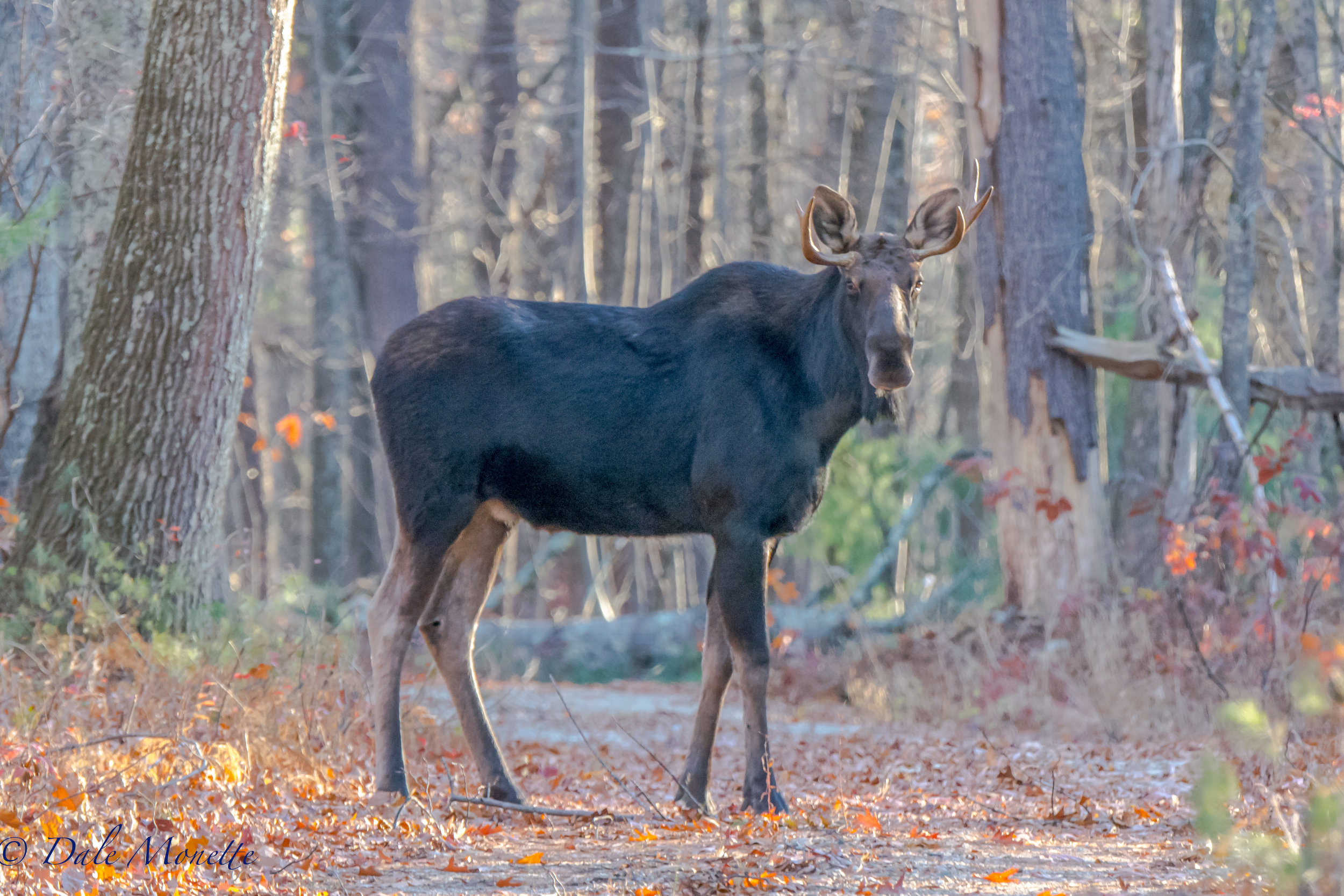    You never know whats going to appear at Quabbin !! I spotted this handsome guy standing off the trail in the woods watching me. I waited about 15 minutes just standing in the trail. He finally started wandering along thinking I was not a threat an