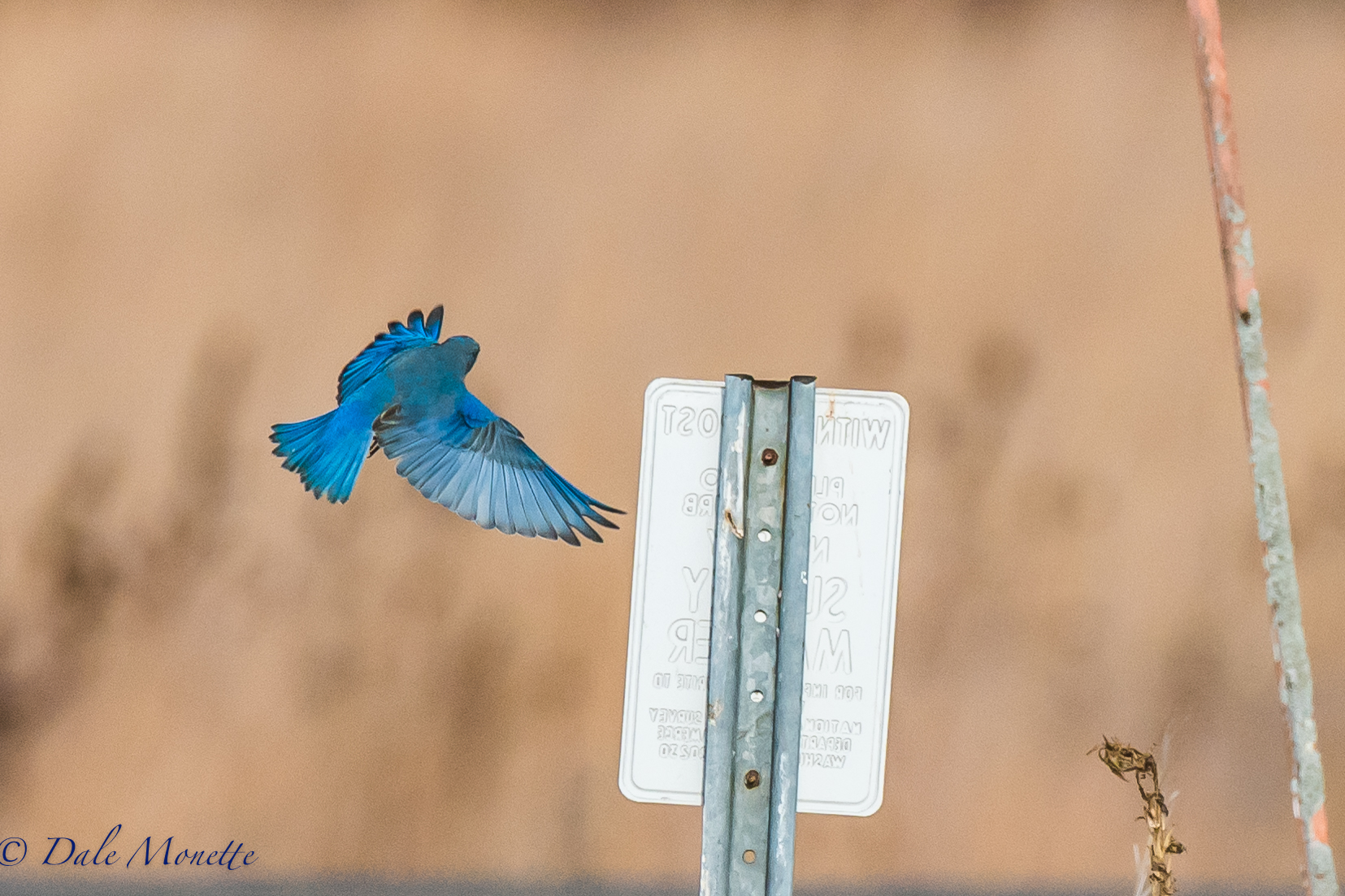 A rare Mountain bluebird has bees spotted at the Turners Fall Airport. I was by there today and the bird was close to the parking lot. It was a life bird for me ! Such a beautiful color of blue ! 11/14/16