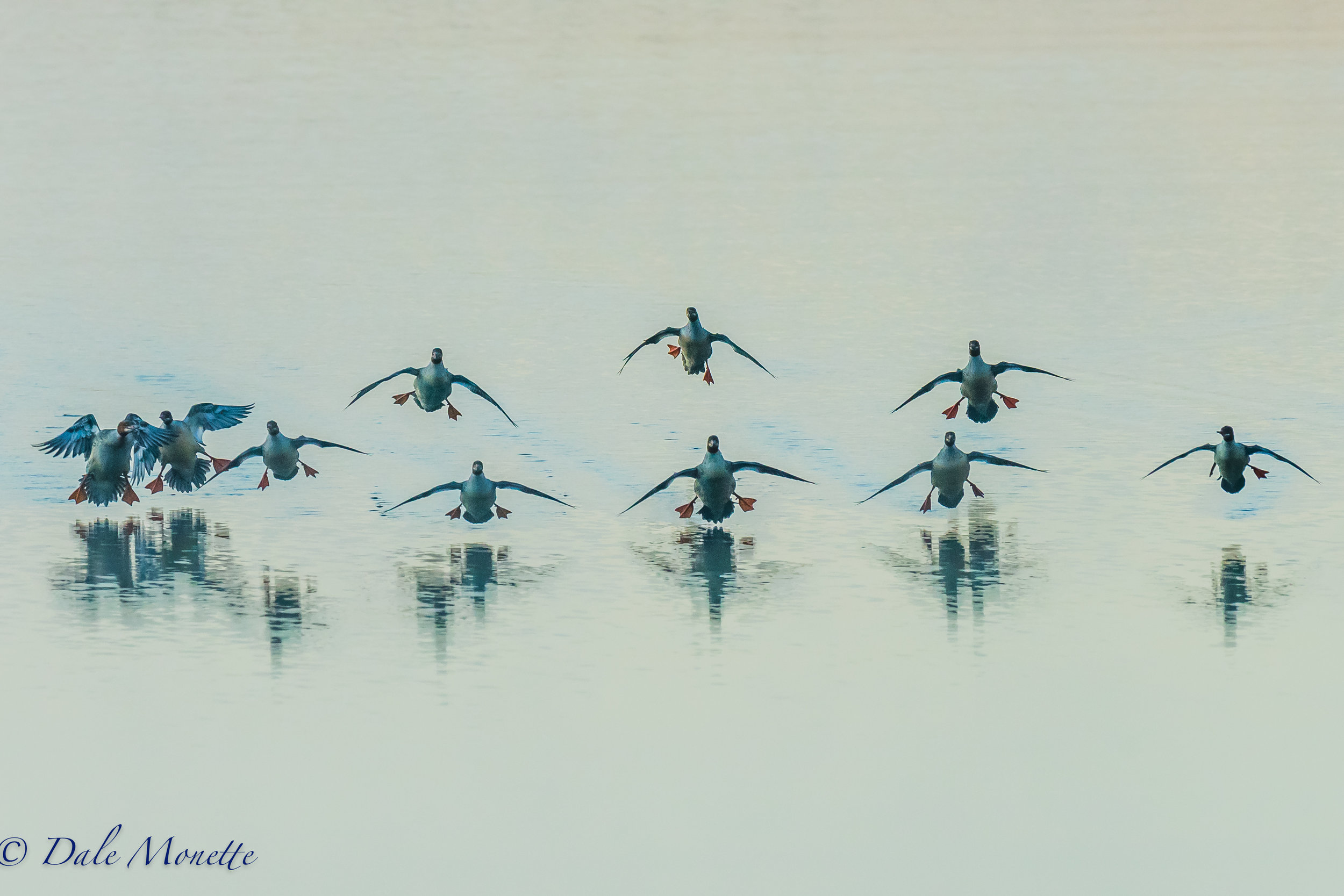 I was along the shoreline this morning at Quabbin before the sun came up. I heard something coming and got ready as I could see ducks flying towards me. Out of the fog came 26 common mergansers and landed right in front of me. Notice the orange feet all sticking out !! They made me laugh !