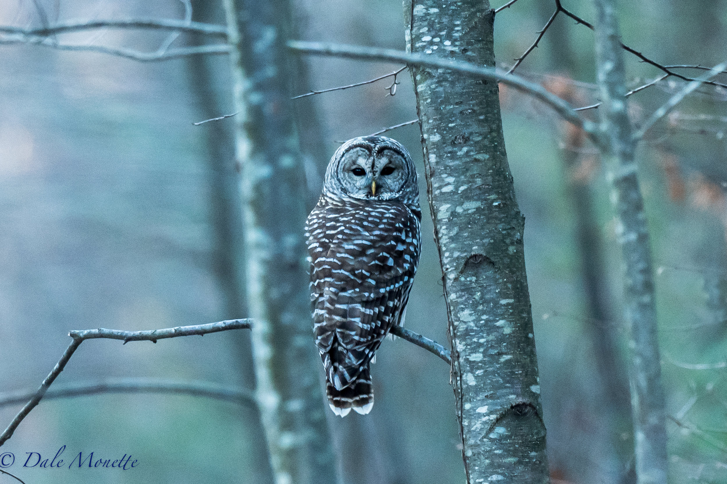   Happy Thanksgiving everyone ! &nbsp;A brisk cold walk this morning turned up this barred owl in Quabbin. &nbsp;1/23/16  