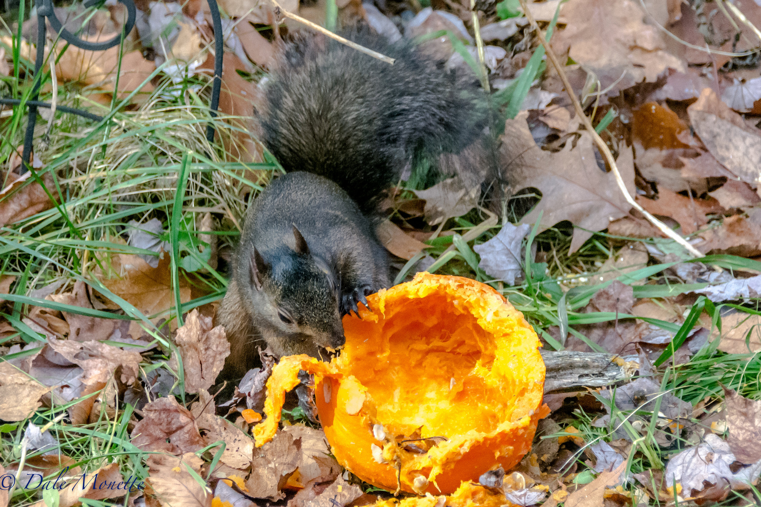    One of the 2 black squirrels we have here was enjoying the pumpkin we put out there for them. We have 4 grays and 2 blacks keeping it exciting around here most of the time..... &nbsp;12/3/16   