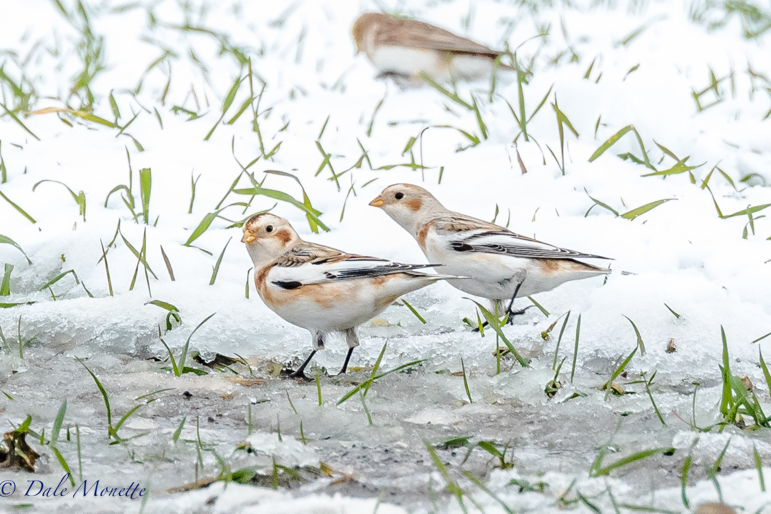   A few visitors from the north, snow buntings, were zipping around a large corn field today in Northampton MA as I drove by. &nbsp;I had to stop and take their picture. &nbsp;12/5/16  