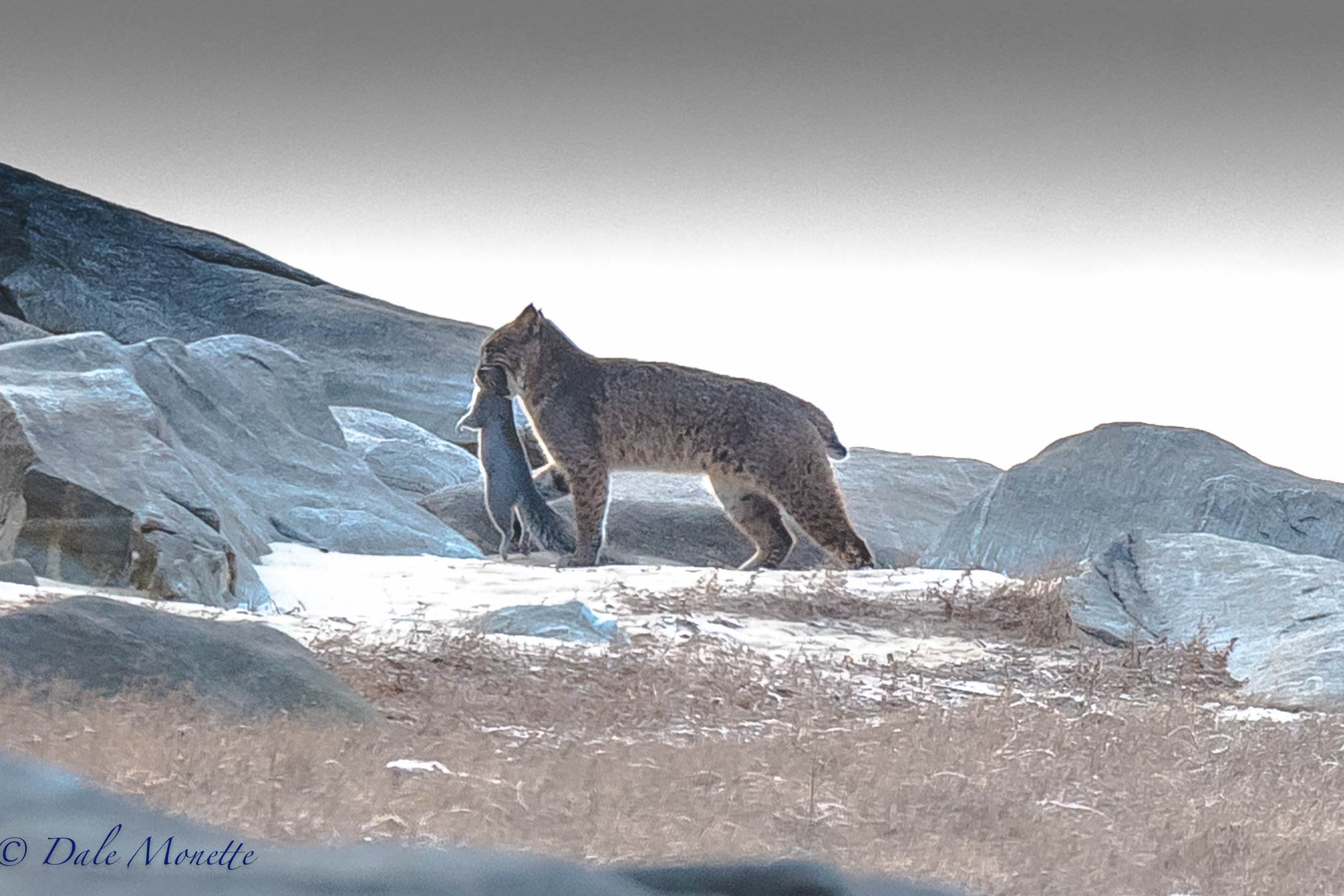   I hiked in to the northern Quabbin in 6 degree F weather this morning, set up hiding in the woods, and BINGO ! &nbsp;Withei 45 minutes this bobcat walked out about 100 yards south of me with a squirrel for breakfast !! &nbsp;12/11/16  