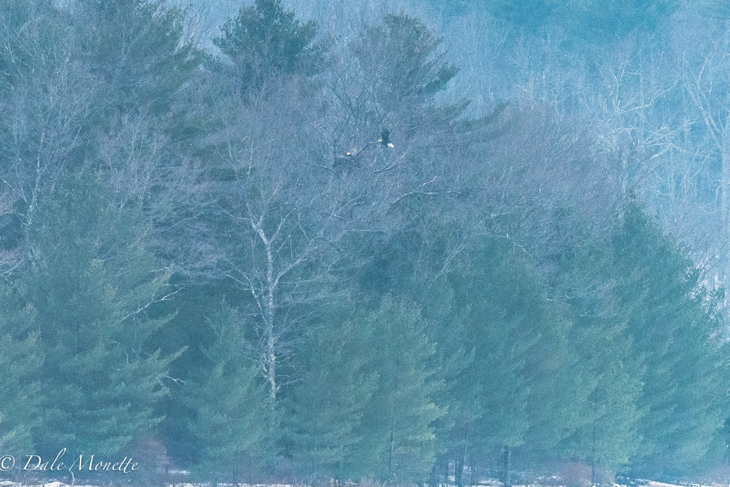   A pair of about 14 bald eagles that call Quabbin reservoir their home. &nbsp;This particular pair are imprinted on this best and territory and stick here year round. &nbsp;I made this picture on December 24th, 2016.  