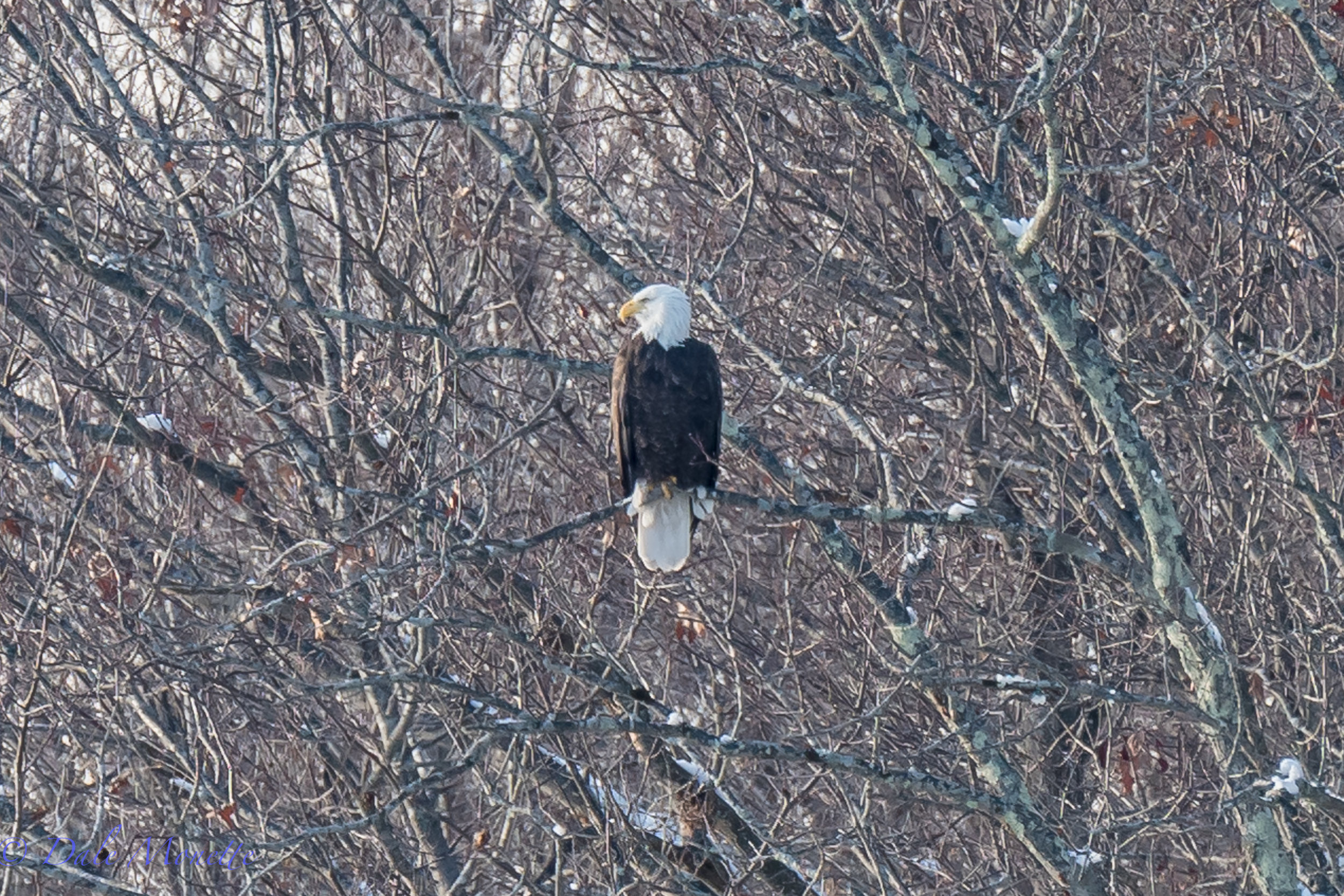      Anytime I see a bald eagle its a good day. &nbsp;Happy New Year everyone and stay tuned for something  BIG  coming in 2017 ! &nbsp;     