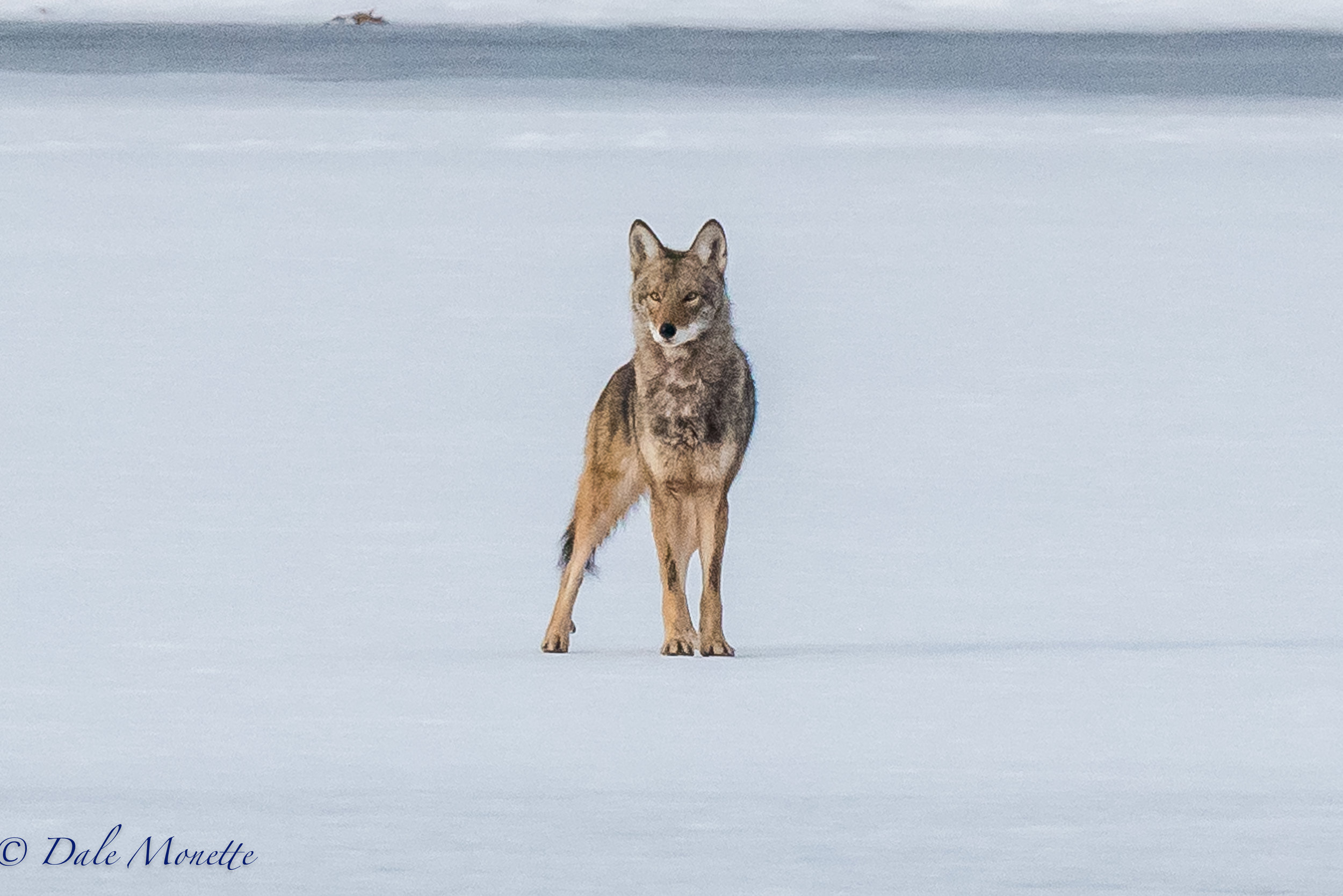   A very intent stare from this eastern coyote who was trying to see where the "click" was coming from in the woods along the shore of the northern Quabbin Reservoir &nbsp;1/2/17!     