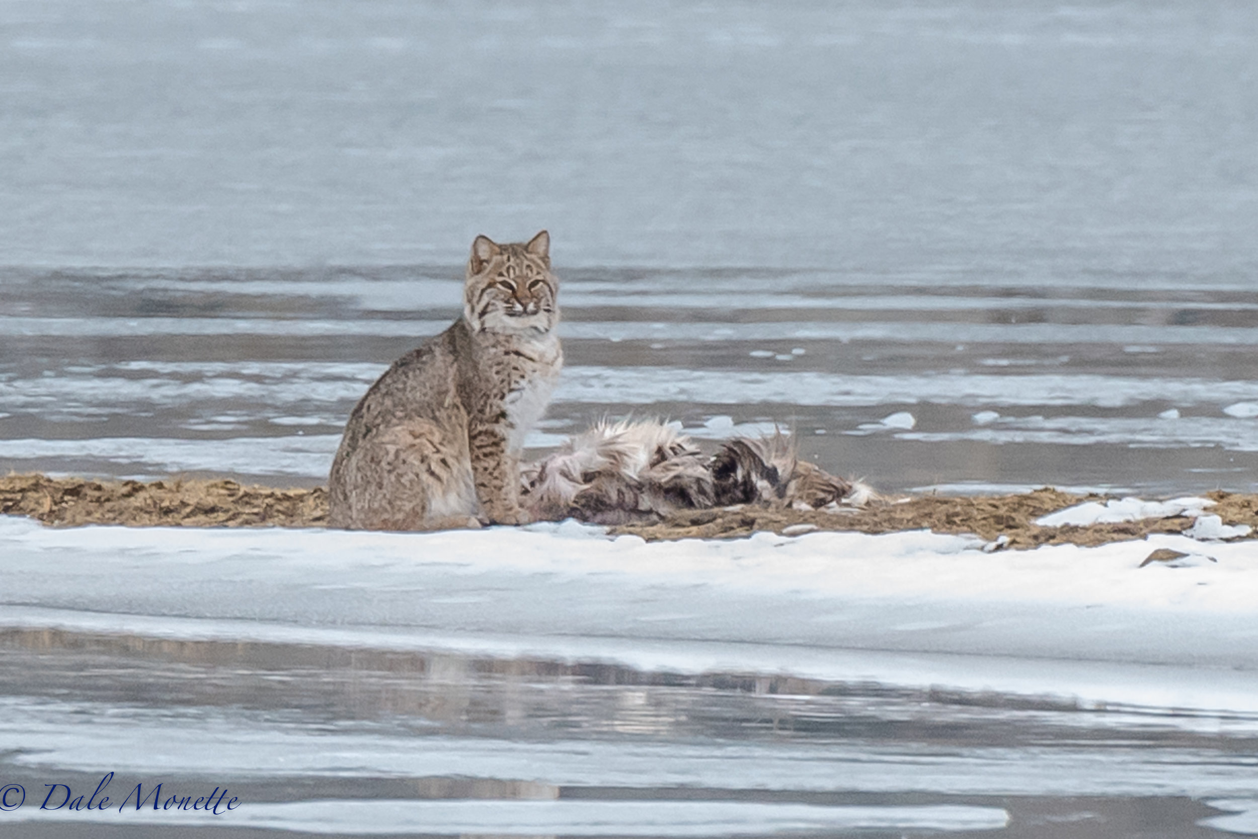 I watched this bobcat feed on a deer carcass on the ice today for about 2 and a half hours. It was quite an experience ! 1/4/17
